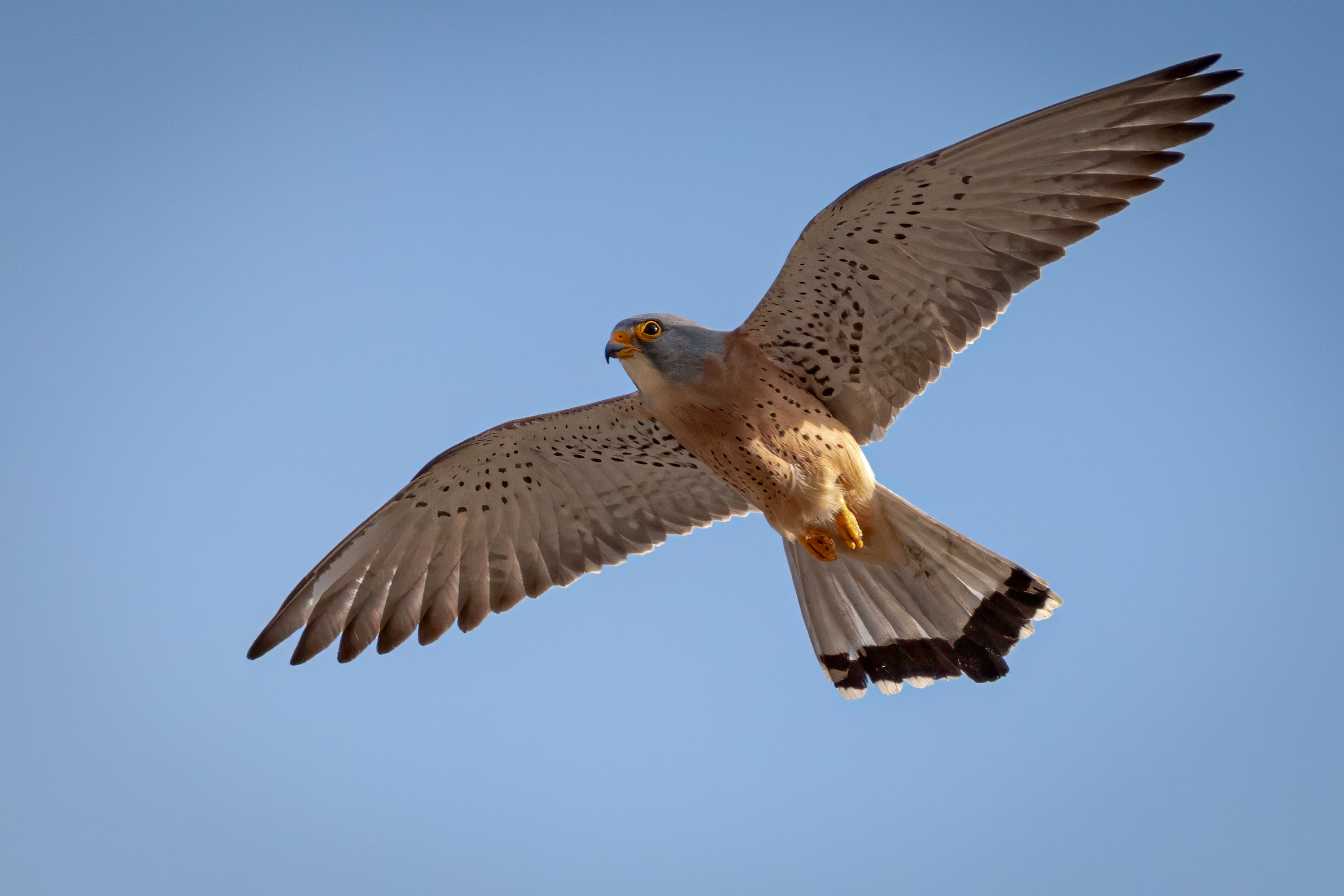 Lesser Kestrel M