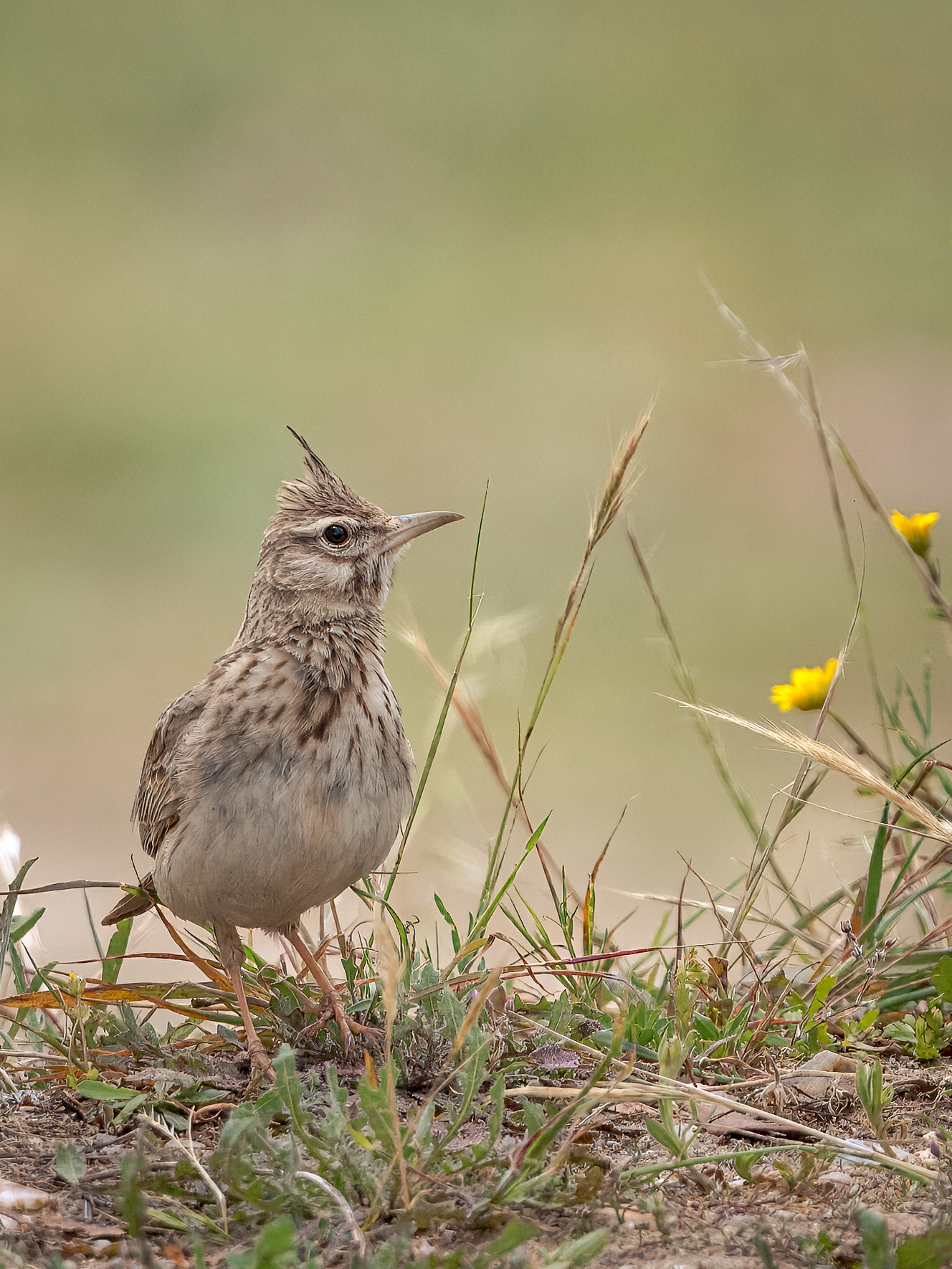 Crested lark