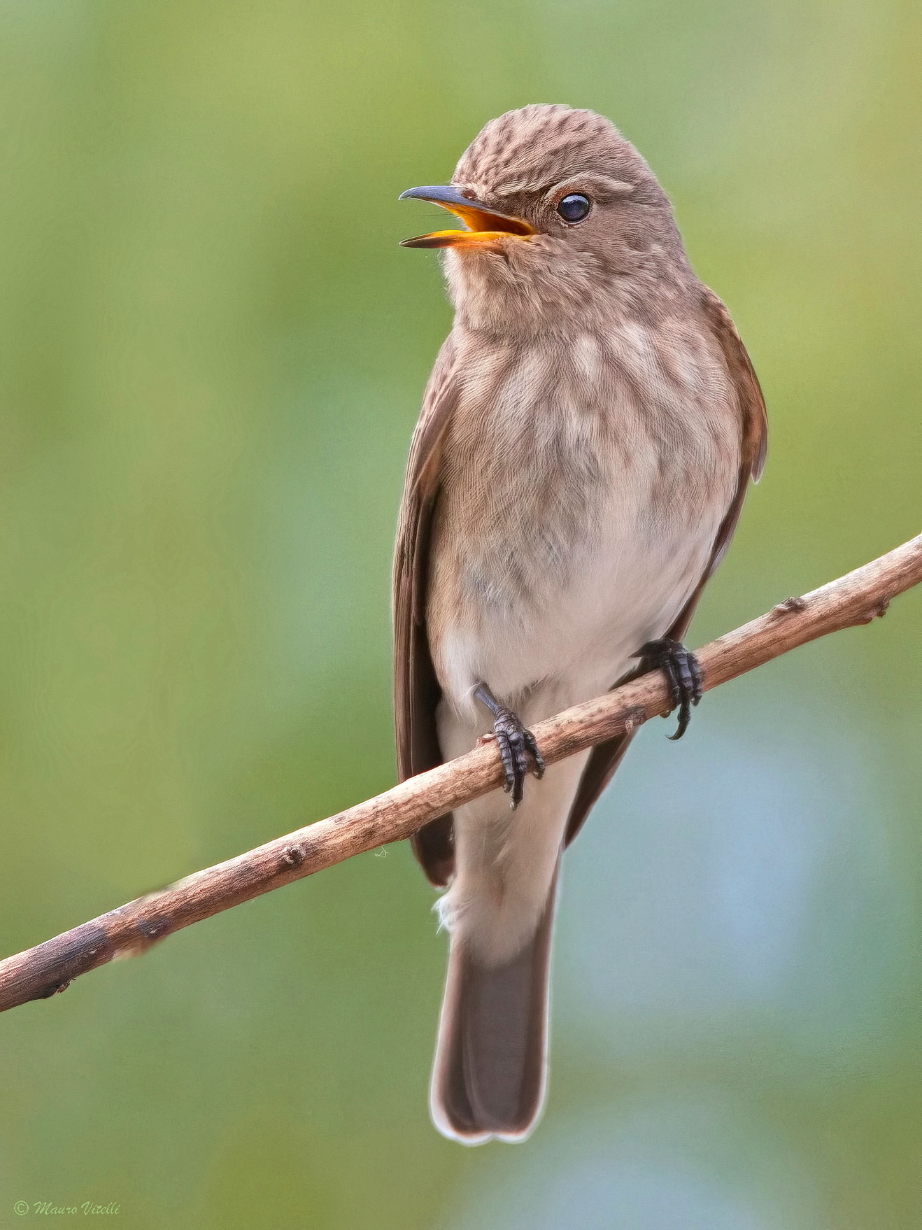 Flycatcher (Muscicapa striata)