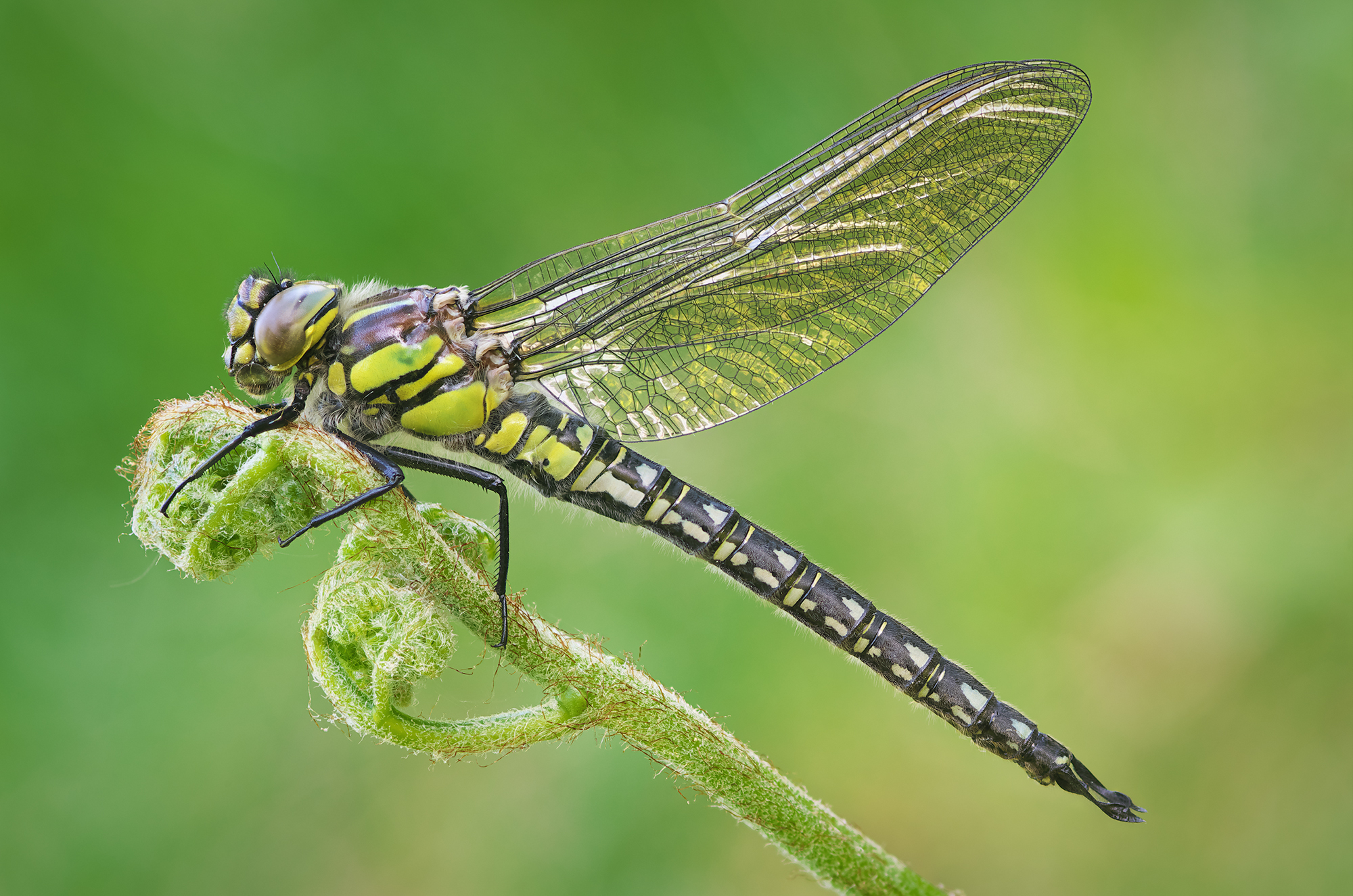 Brachytron pratense