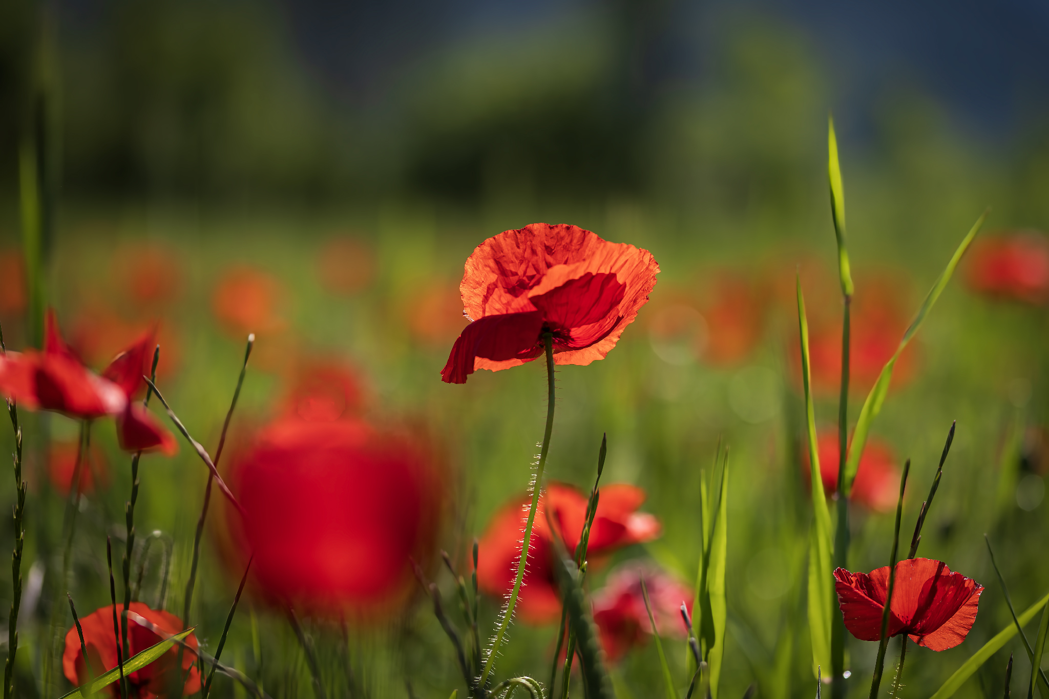 red poppies