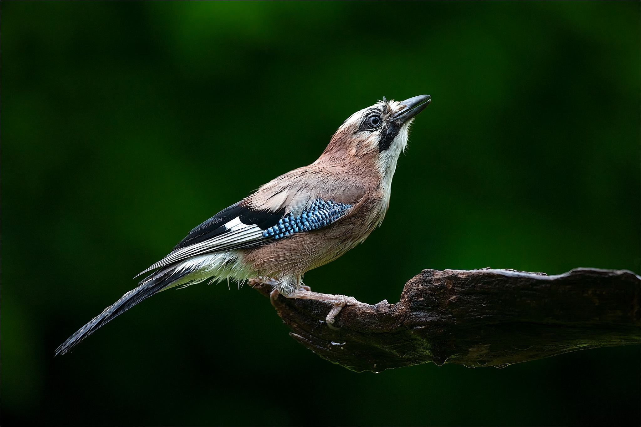 Jay from my garden
