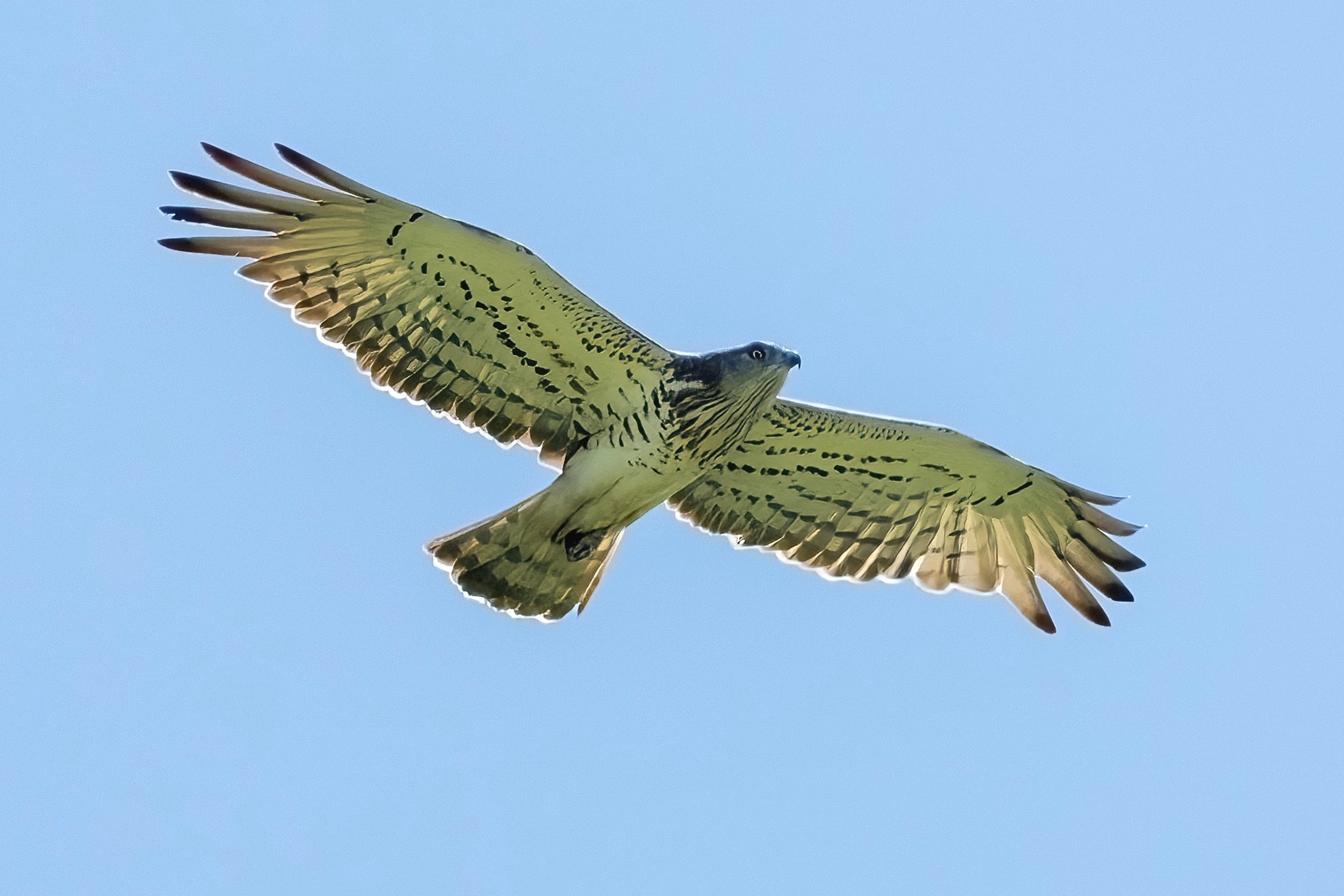 Short-toed eagle or Snake eagle (Circaetus gallicus)