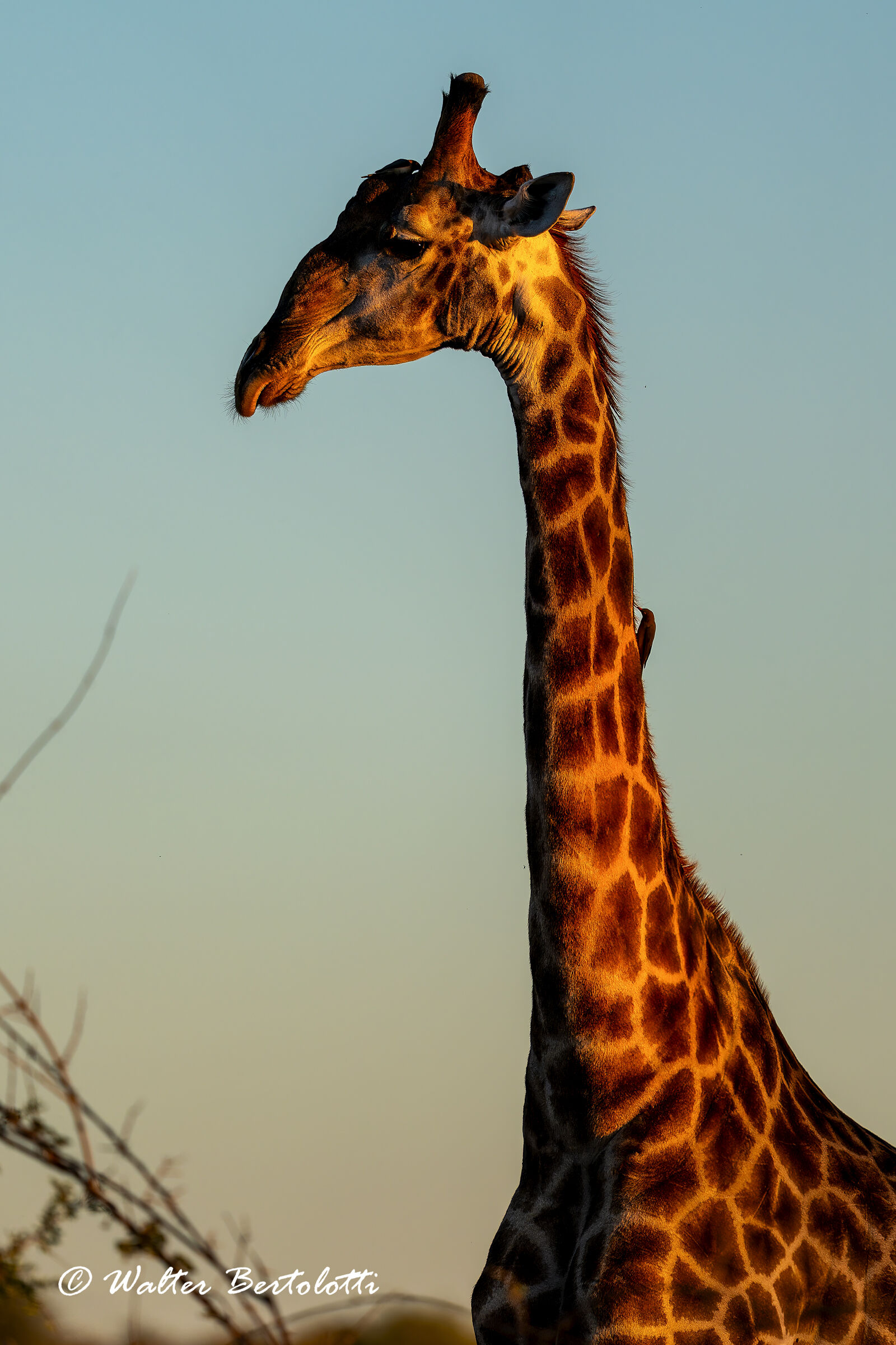 il gigante della savana