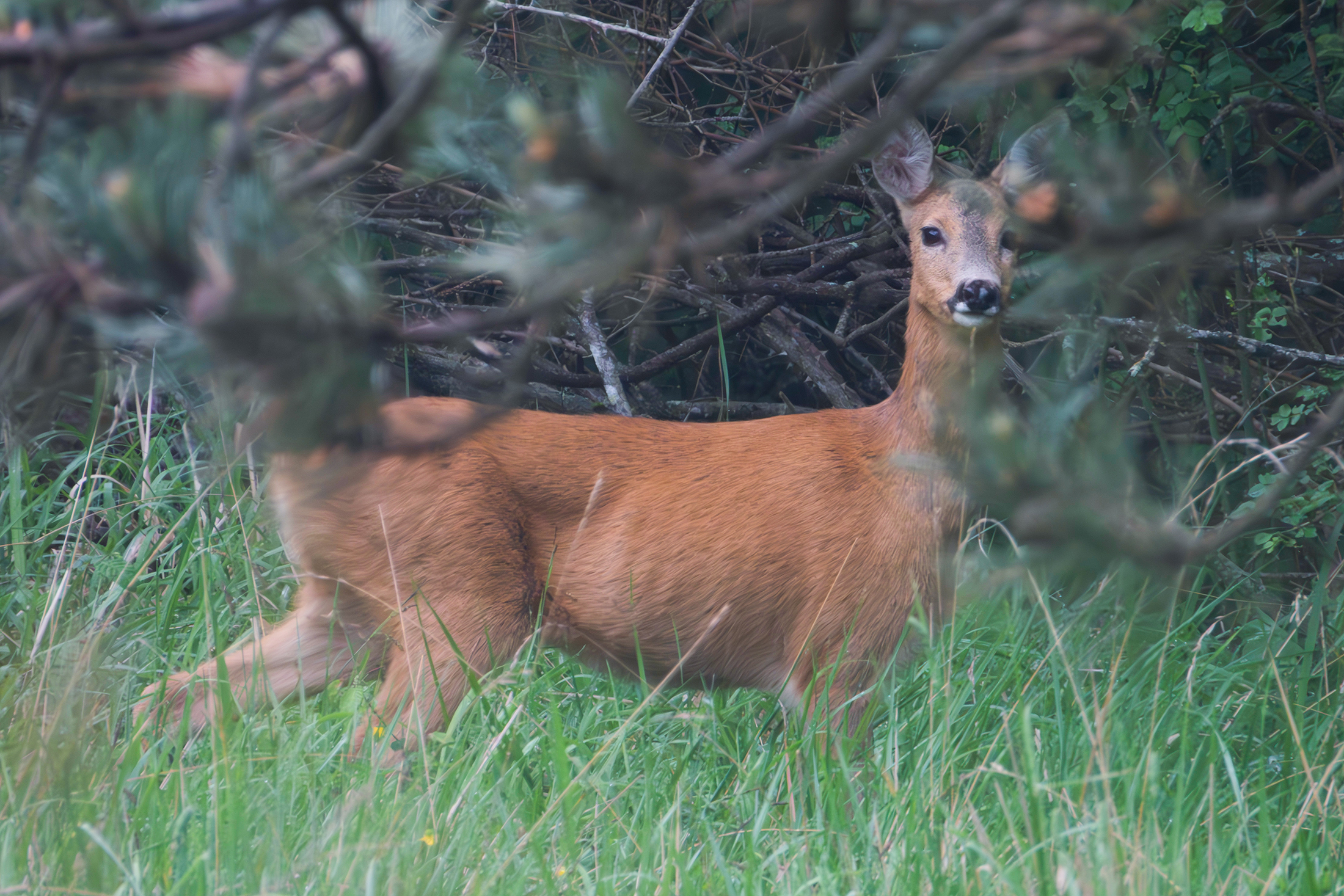 Roe deer