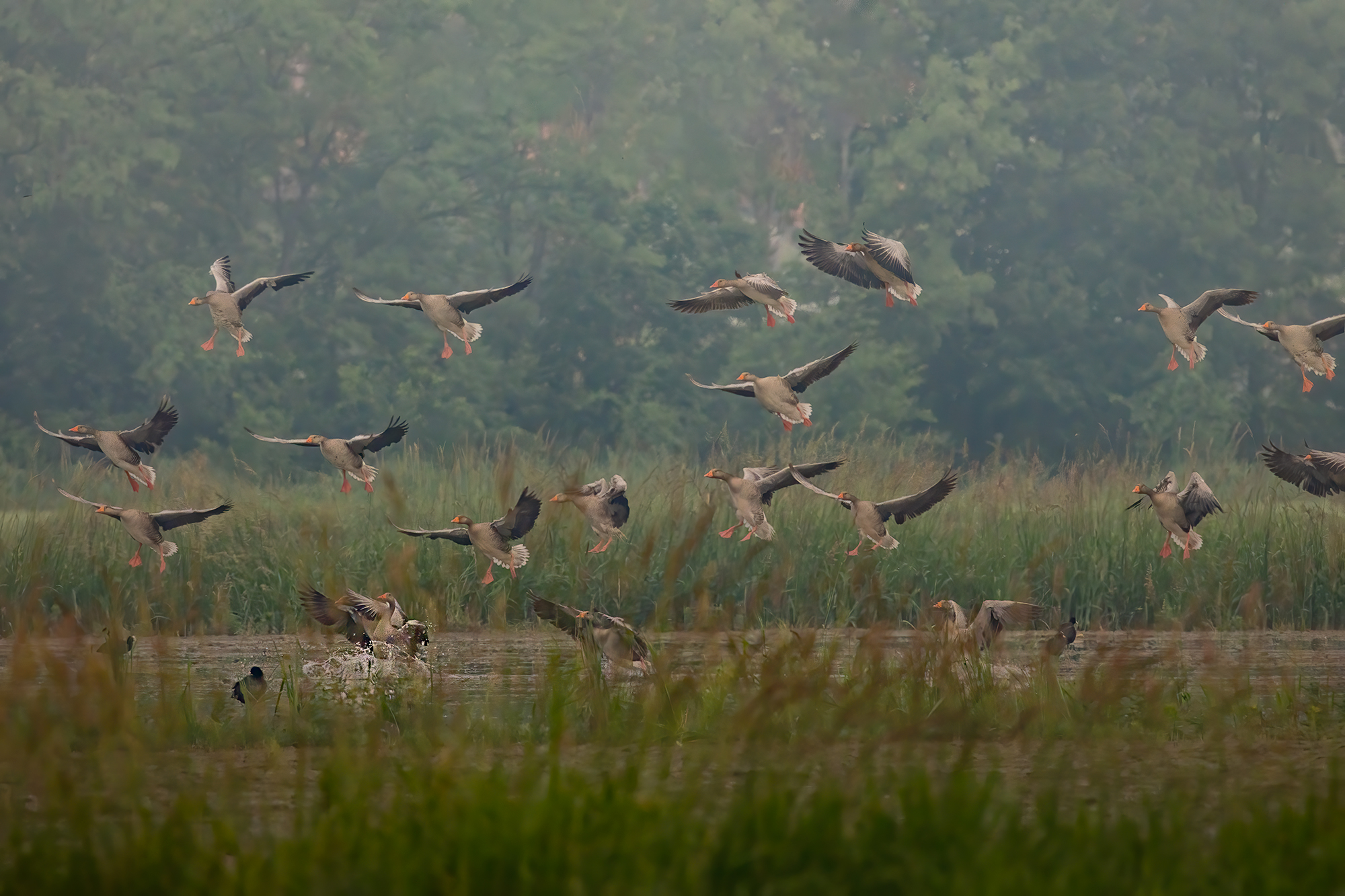 Stormo di Oche selvatiche