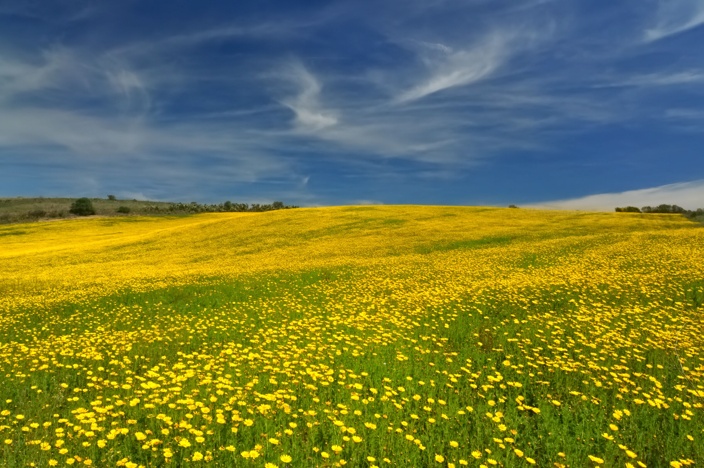 A sea of yellow ...