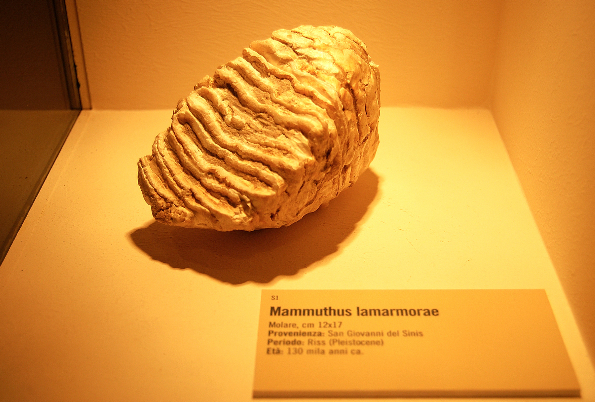 Mammoth molar