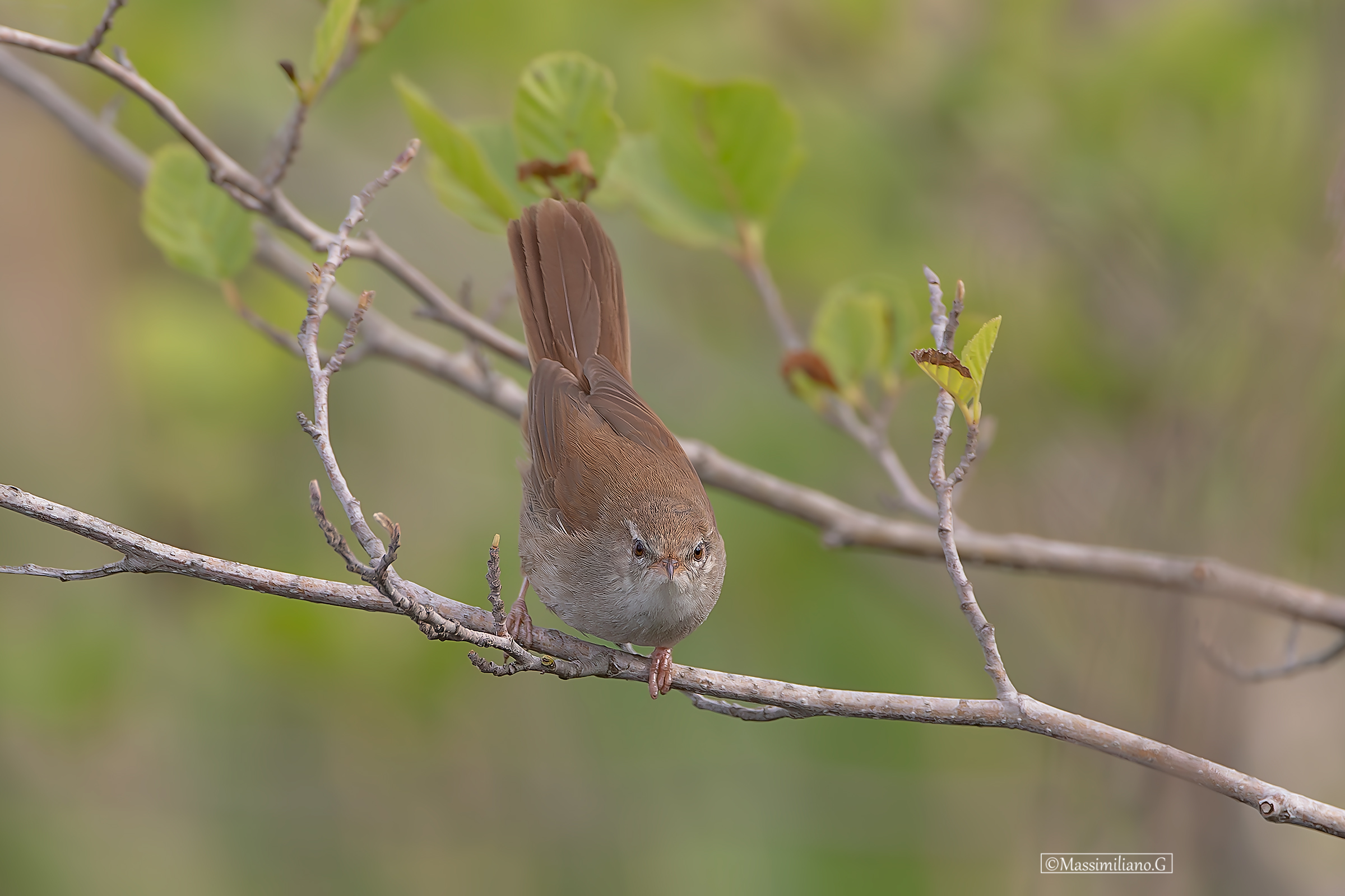 Rijeka Nightingale