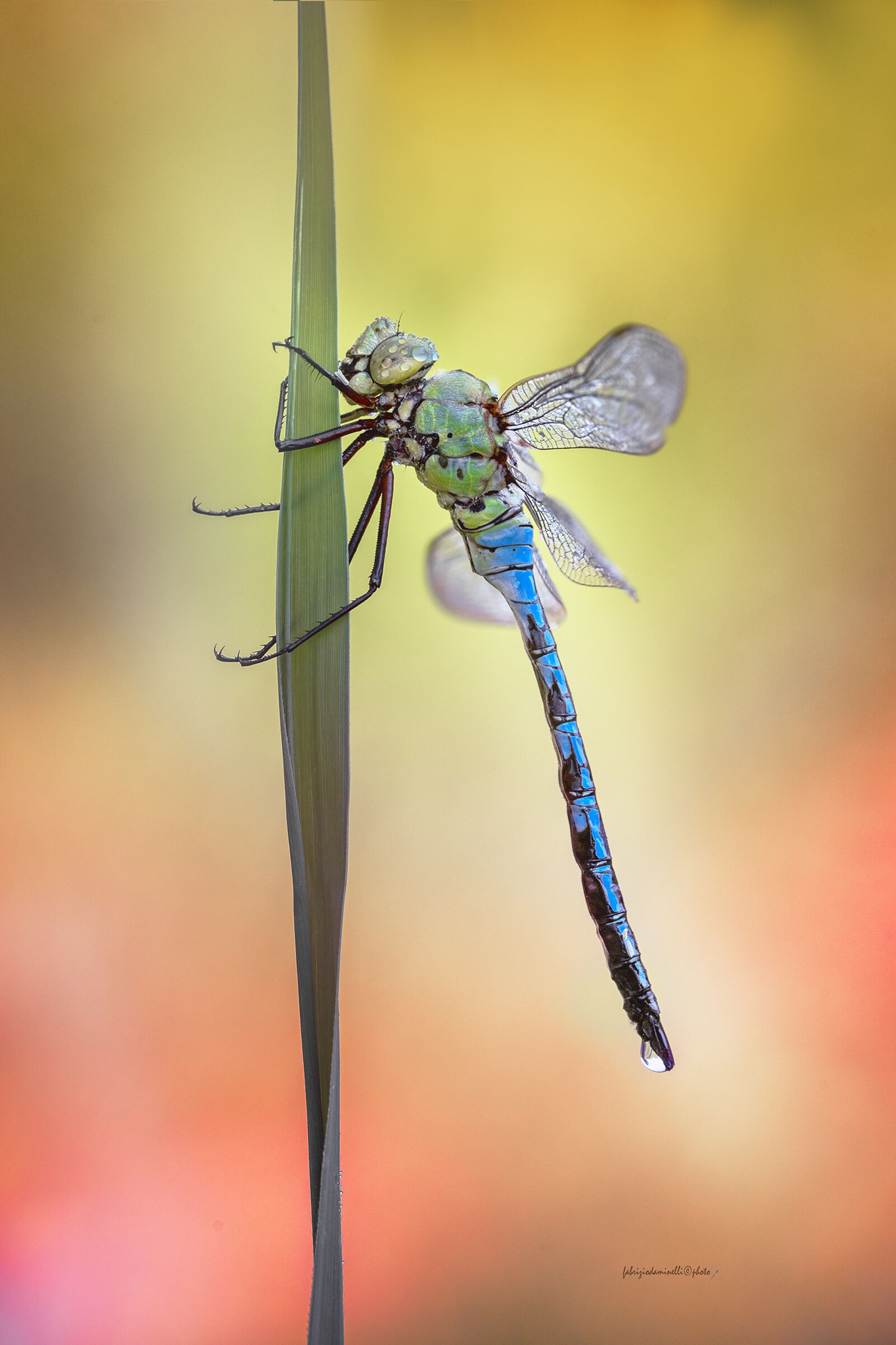 Anax imperator