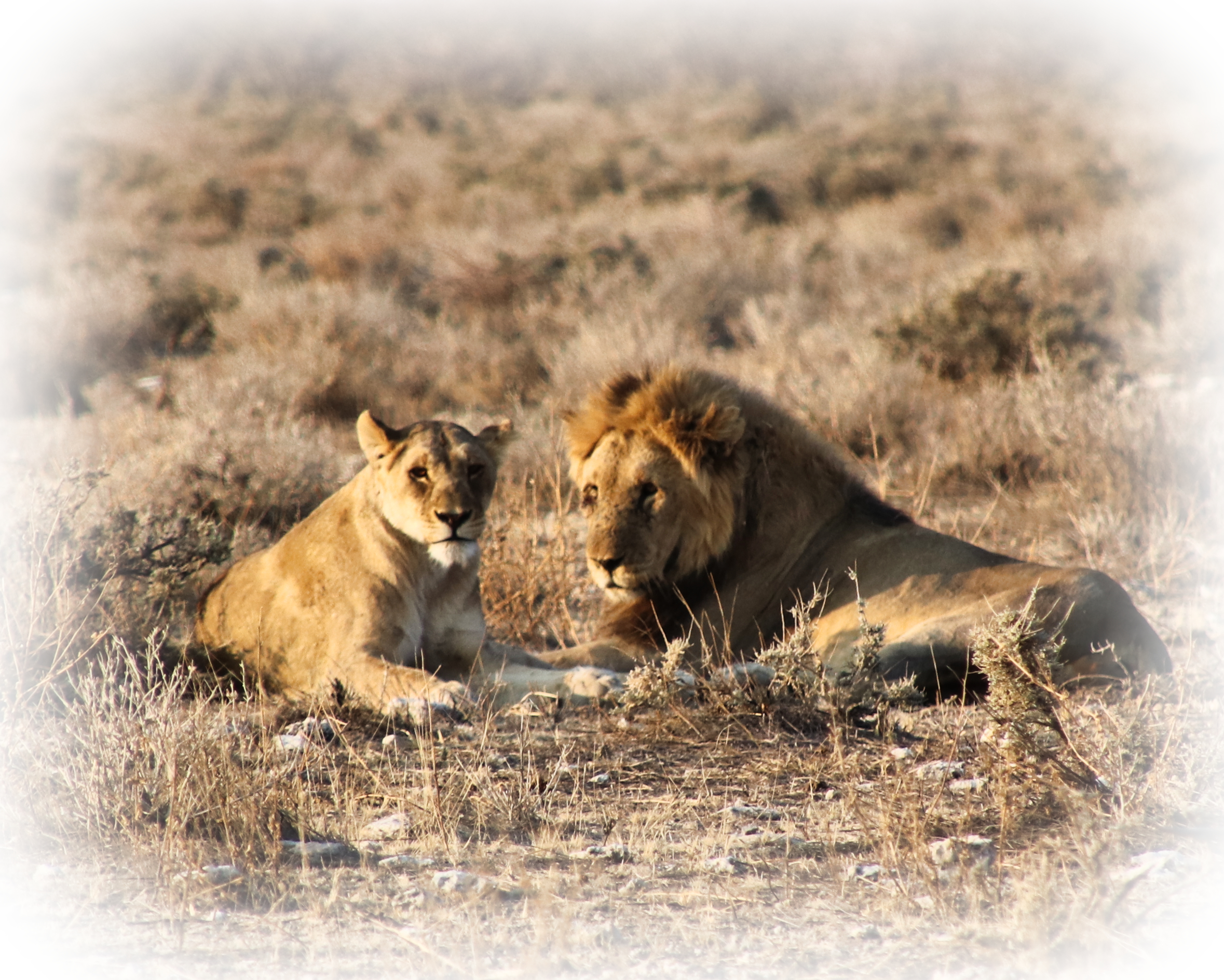 Etosha National Park_Namibia