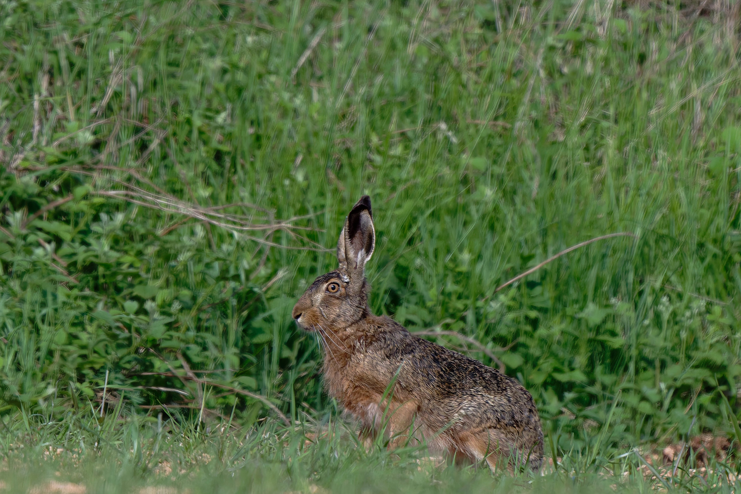 Encounter with the hare