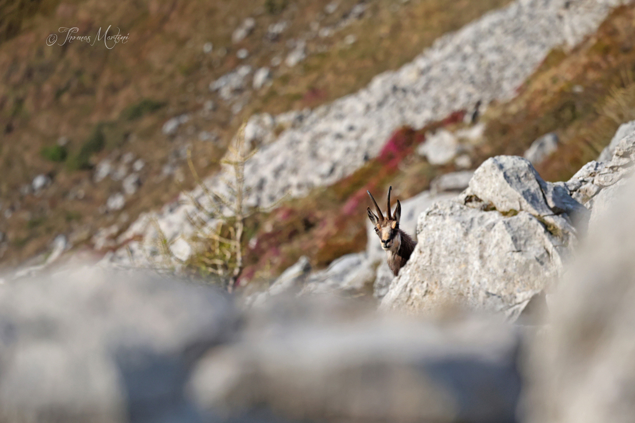 Giocando a nascondino...