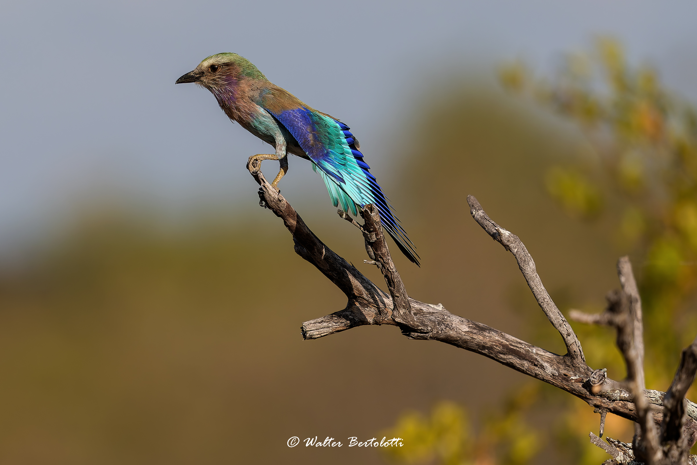 l'arcobaleno nelle ali