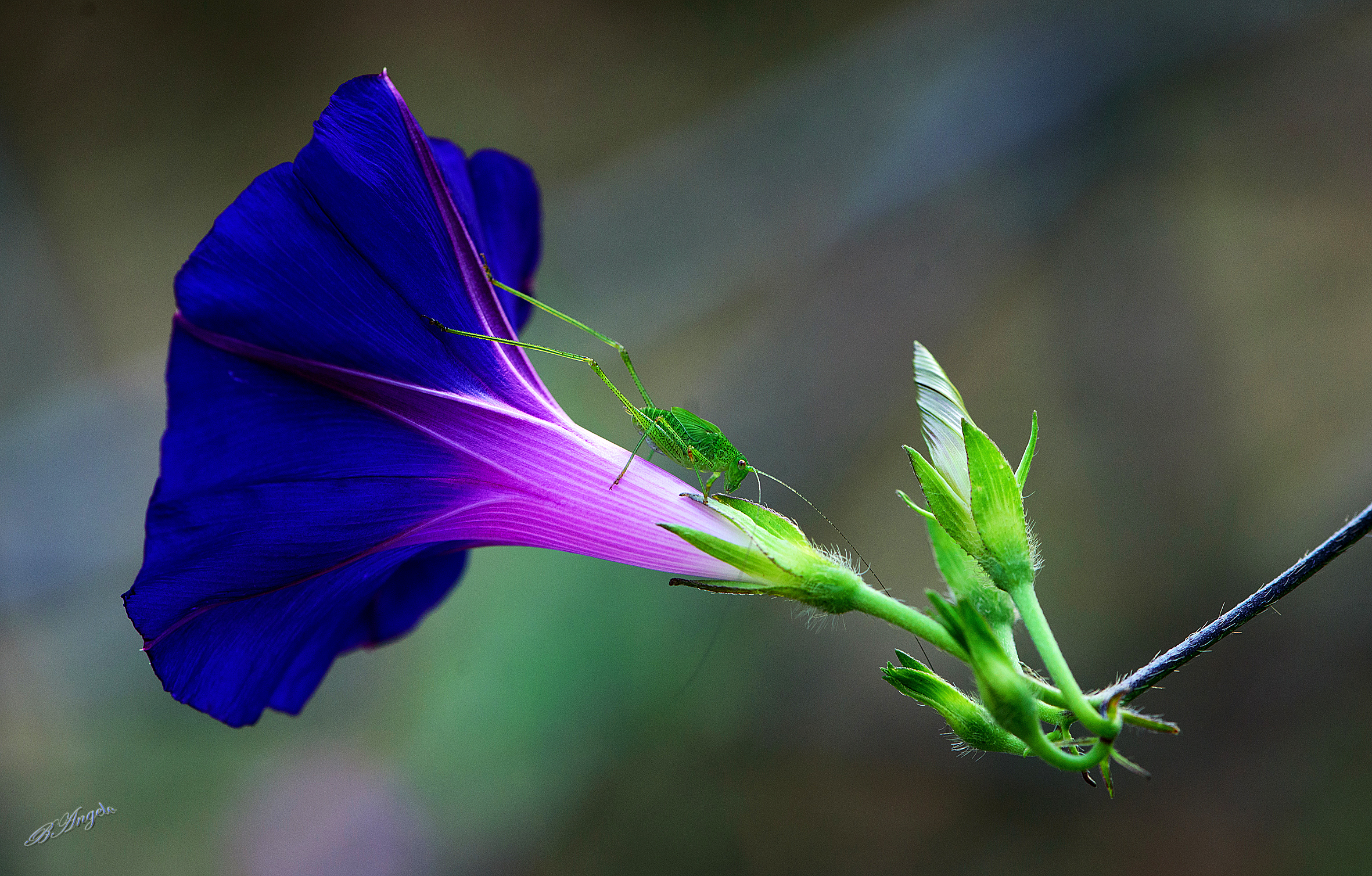 " Green Cricket "