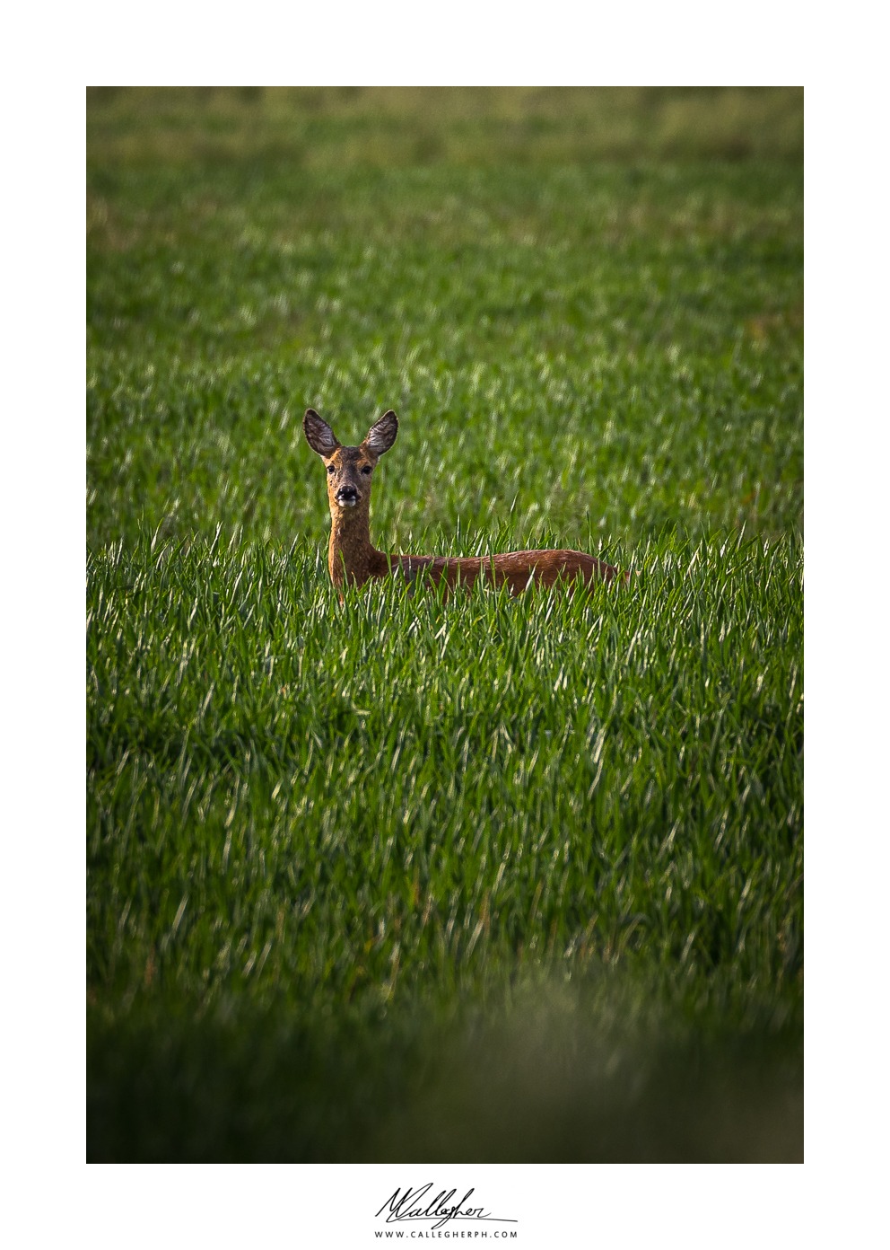 Roe deer