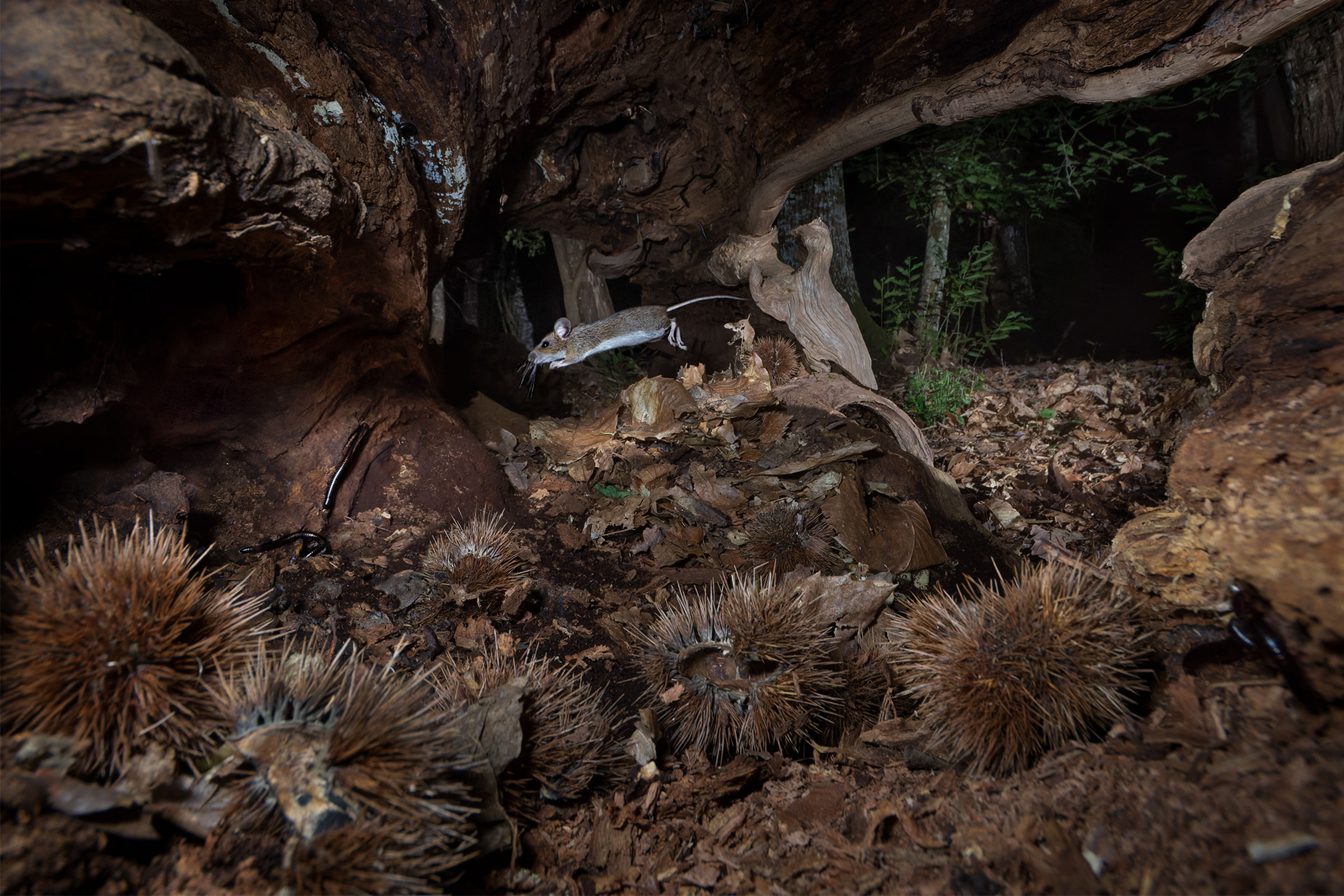 Il Cacciatore di serpenti