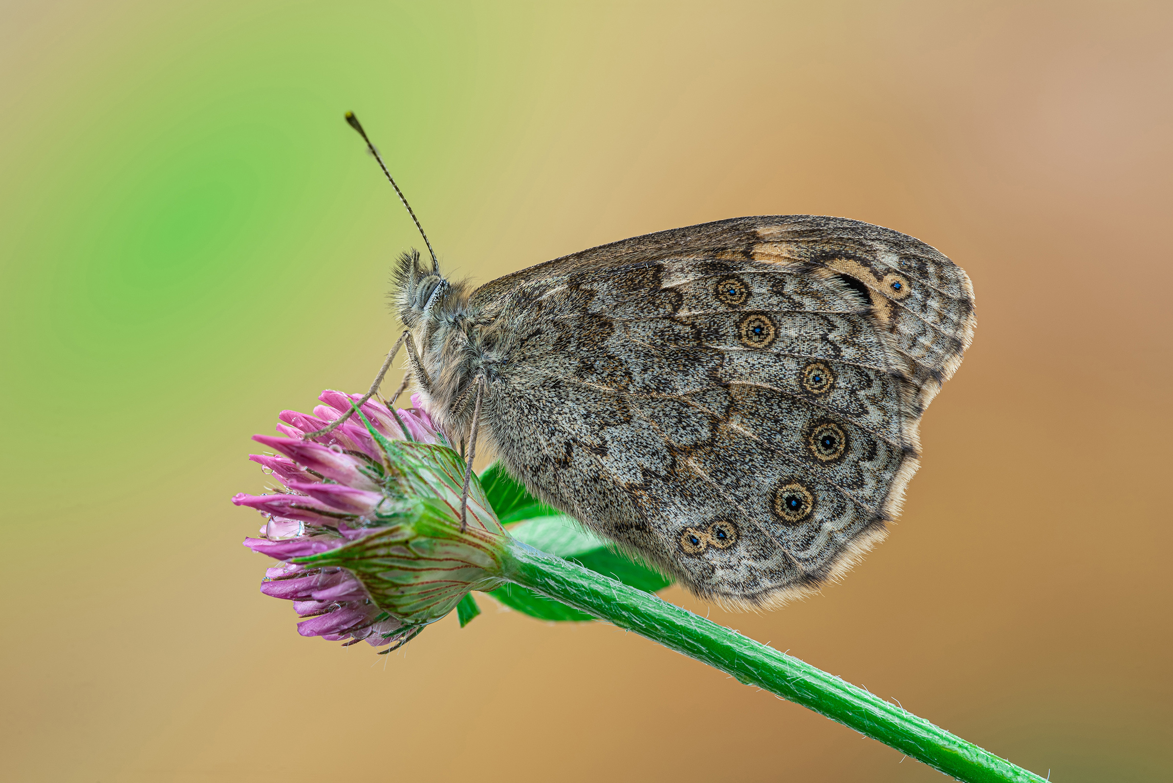 Lassiomata megera