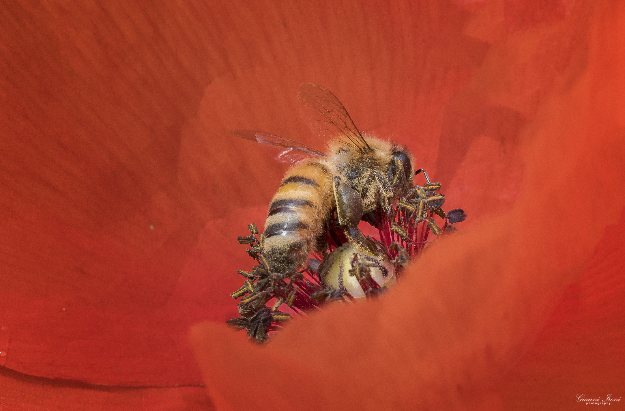 Headlong into the poppy