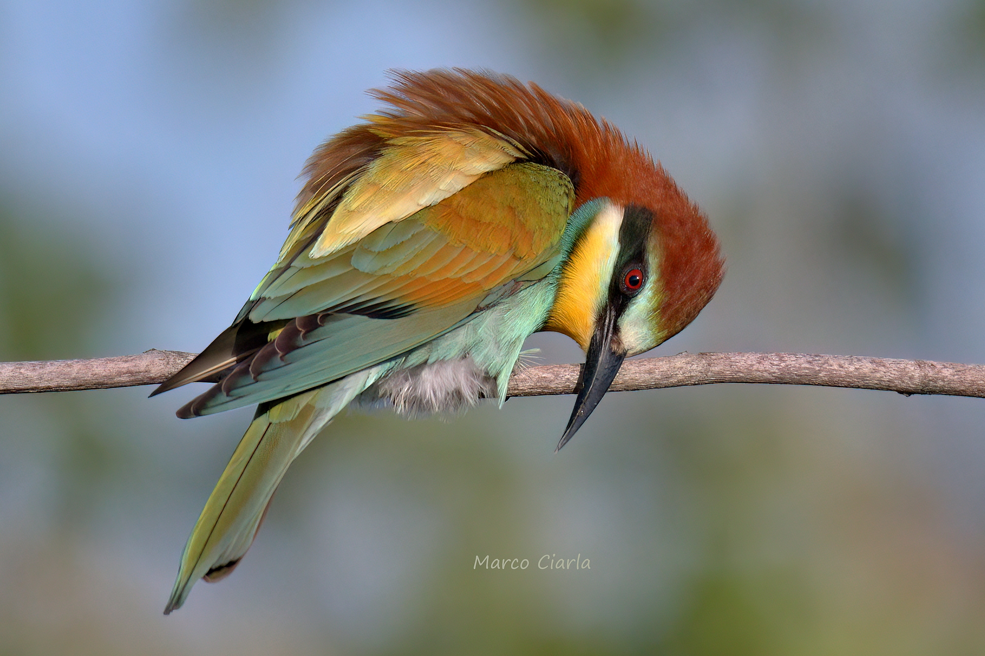 Gruccione  (Merops apiaster )