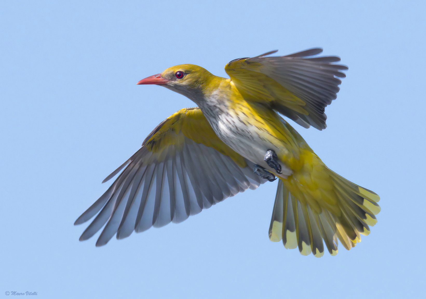 Oriole (Oriolus oriolus)