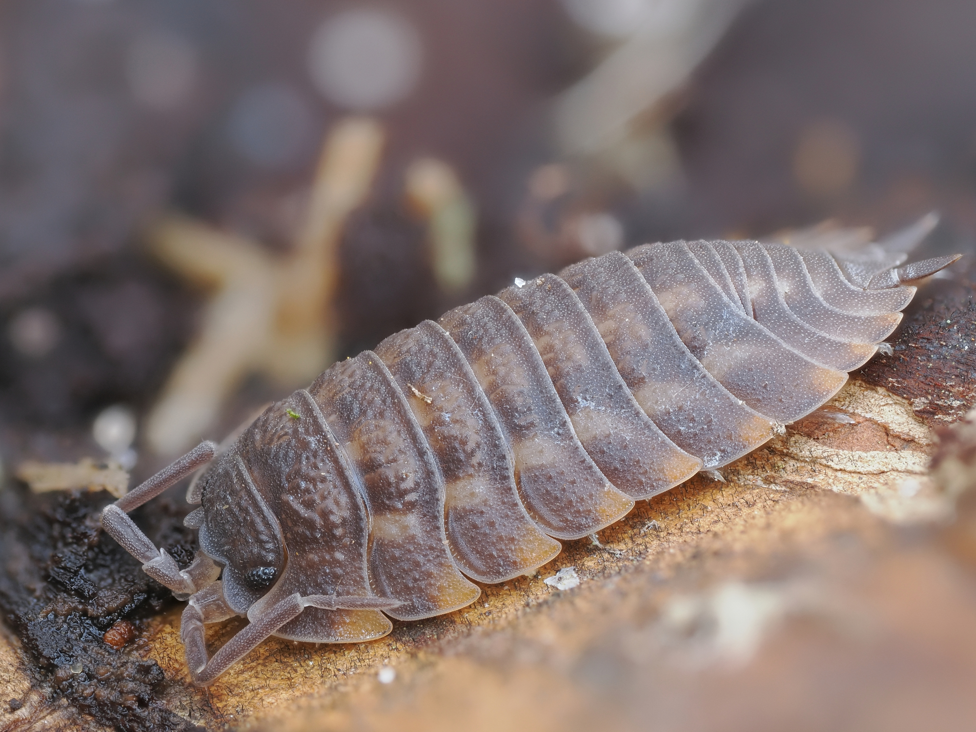 Scaber di Porcellio