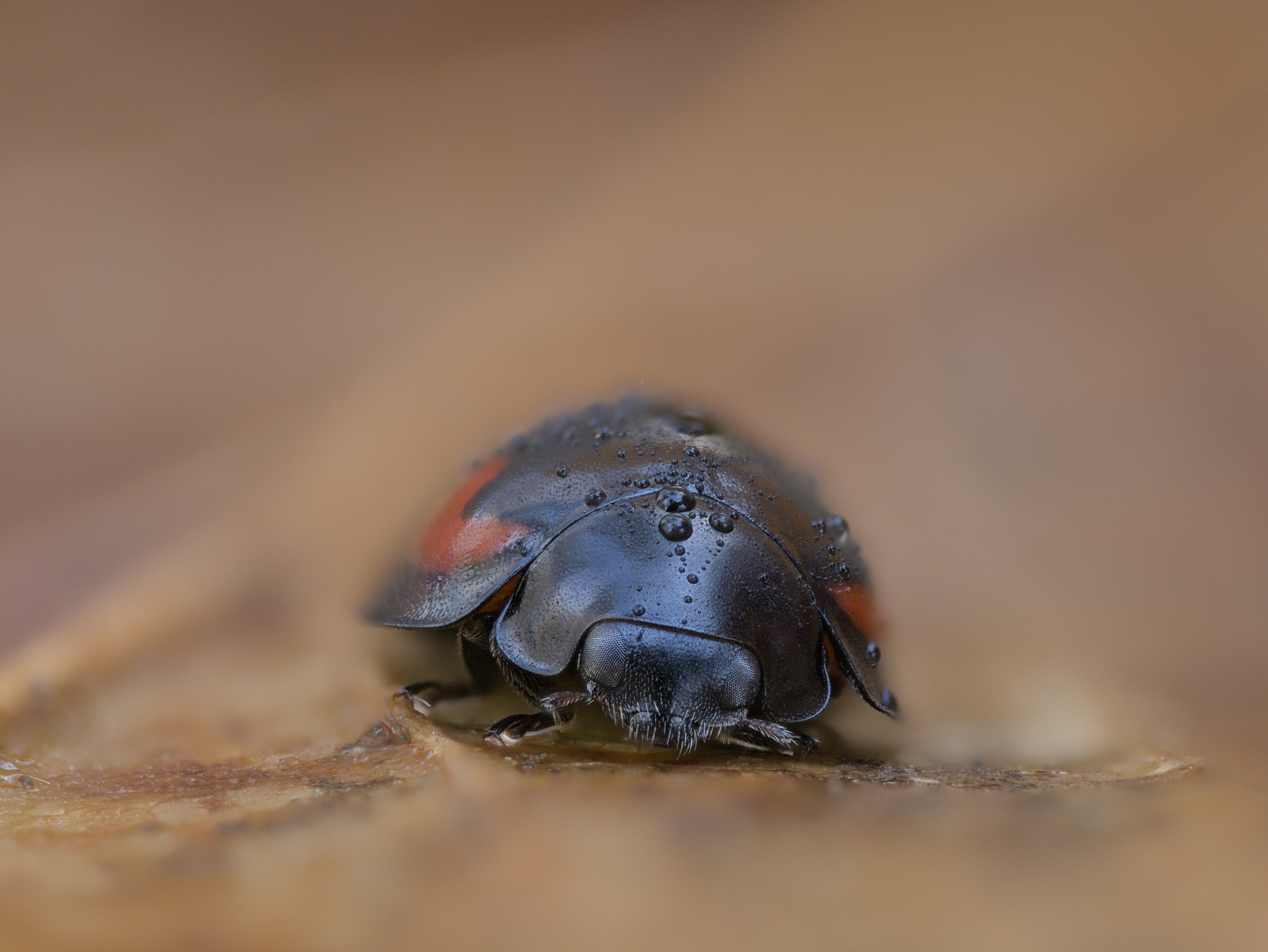 Exochomus quadripustulatus