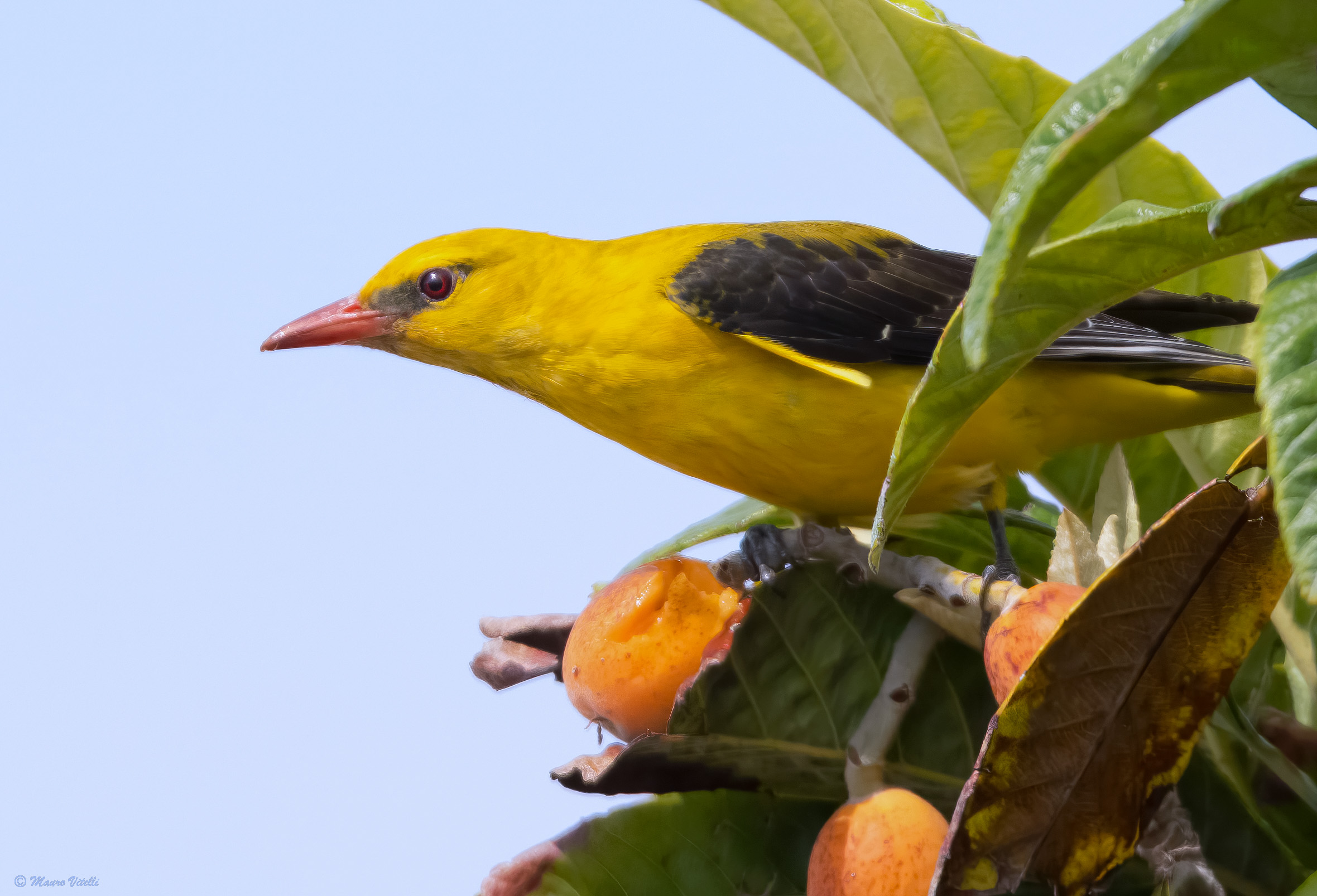 Oriole (Oriolus oriolus)