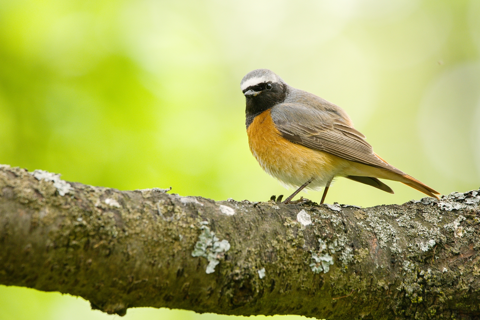 Phoenicurus phoenicurus