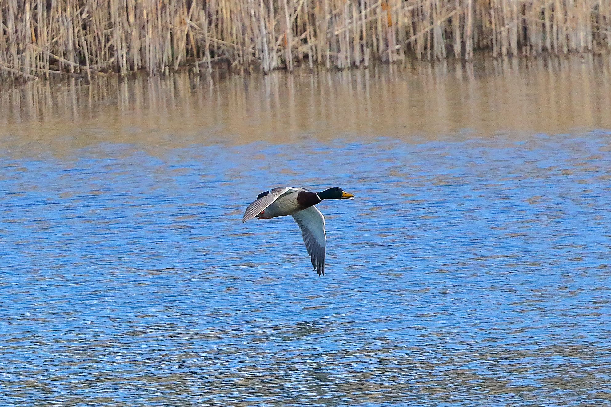 Germano R 13 March 2024 - 7066