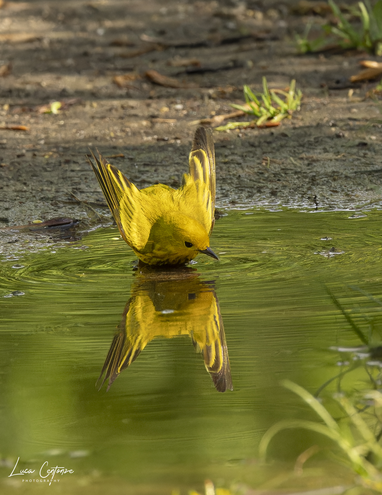 Il bagnetto del "Yellow Warbler"