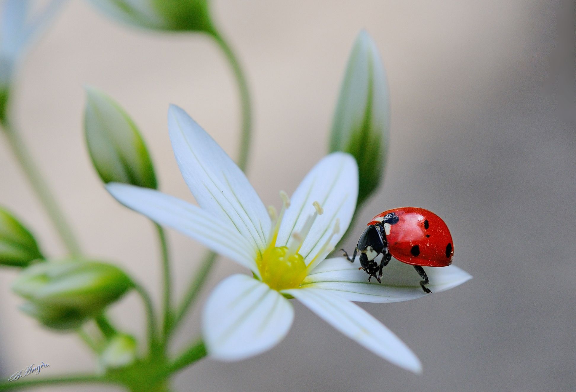 " Ladybug "