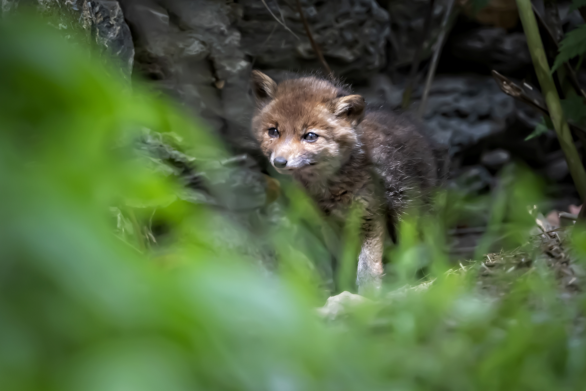 Fox cub