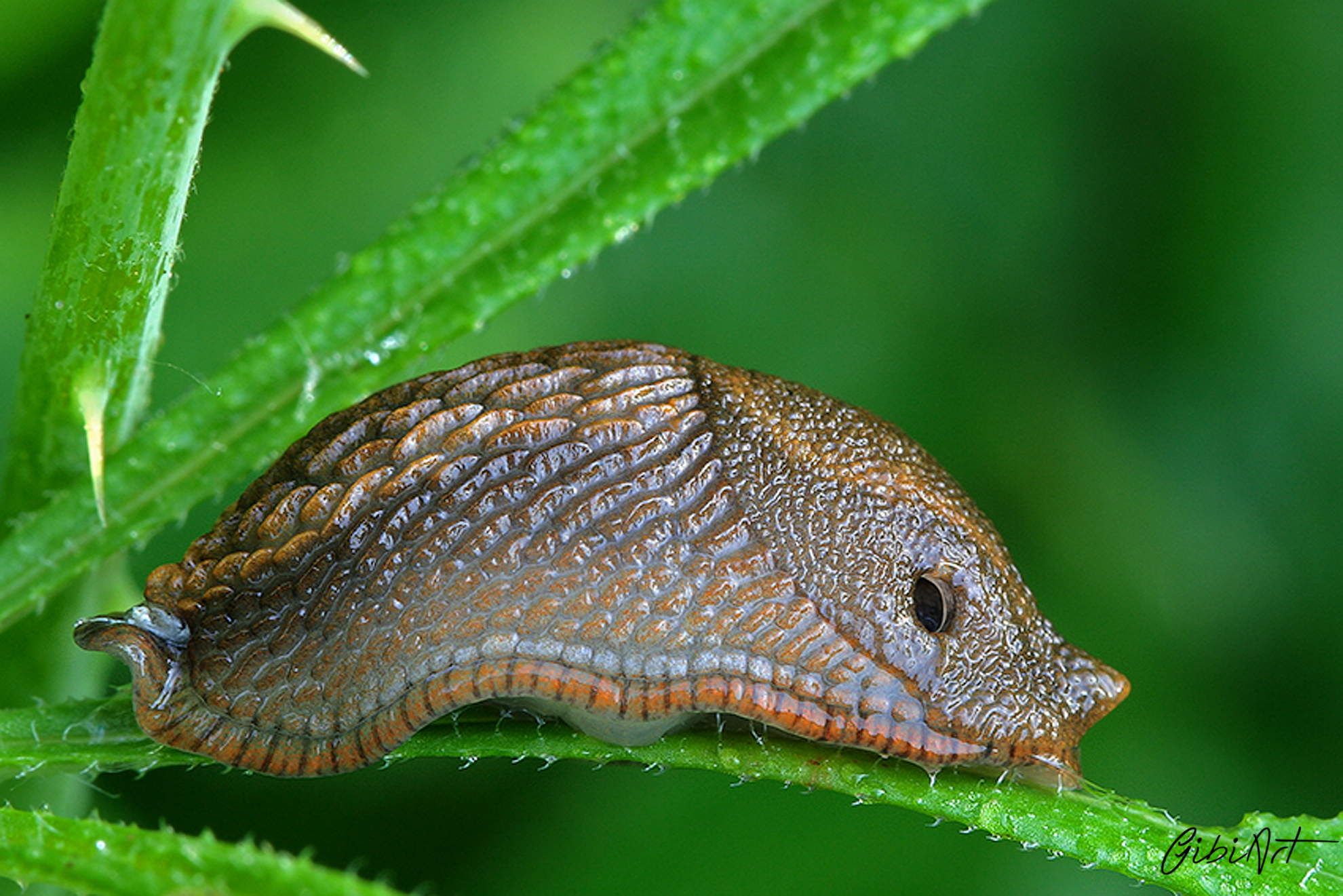"viscido ... ma simpatico"