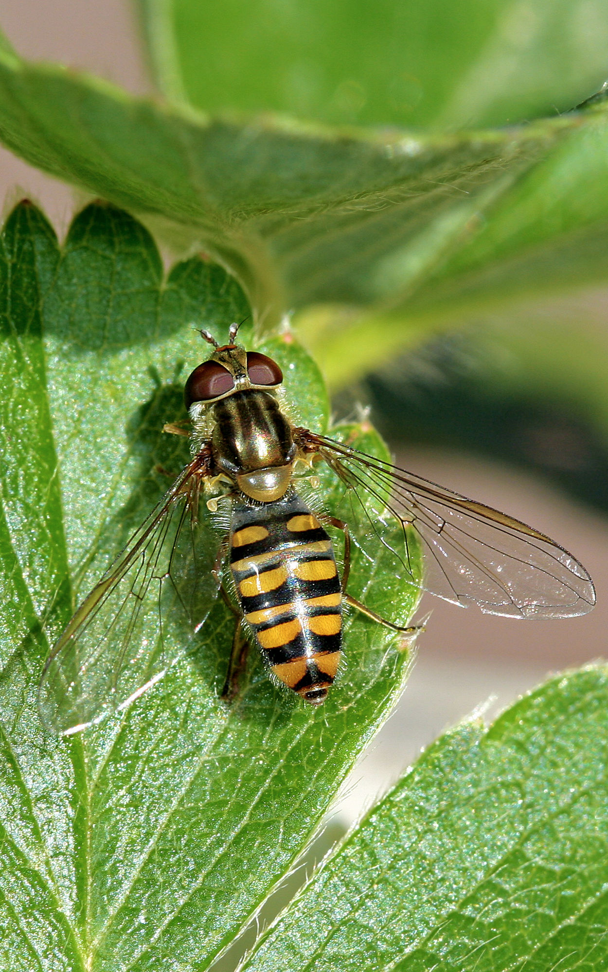 al sole prima del "lavoro"