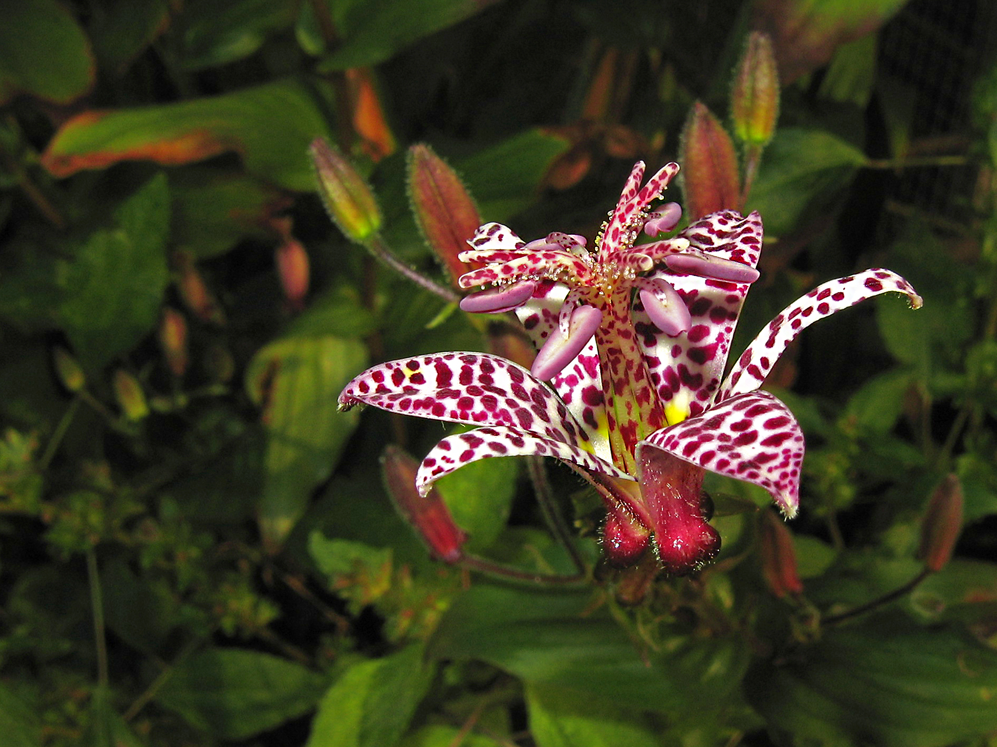 Fiore