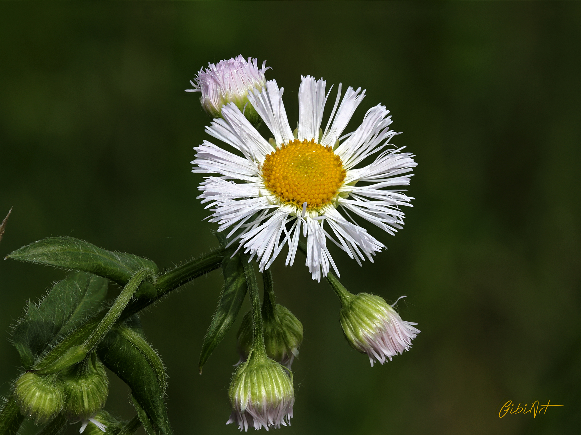 Daisy