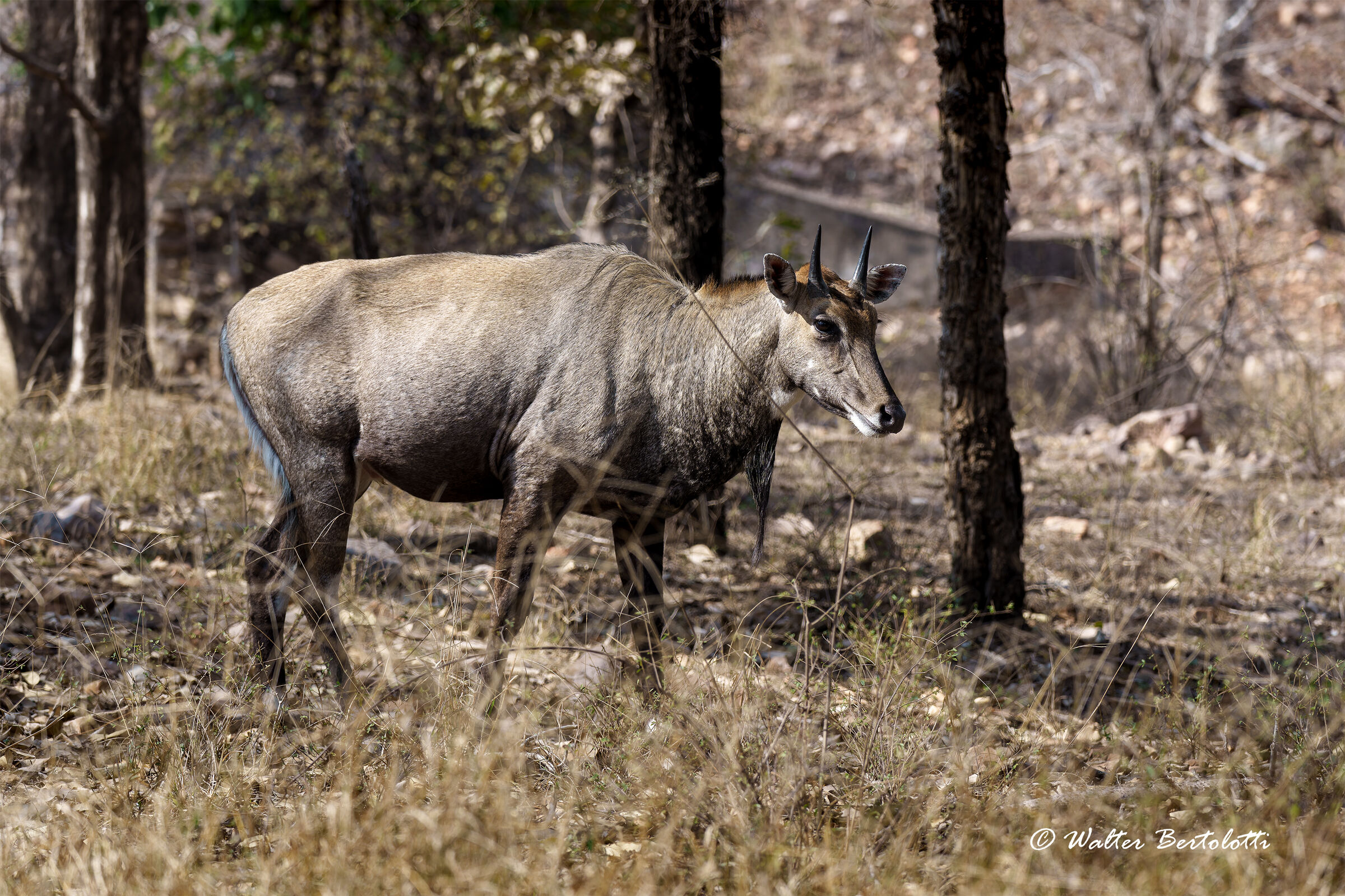 nilgai (m)