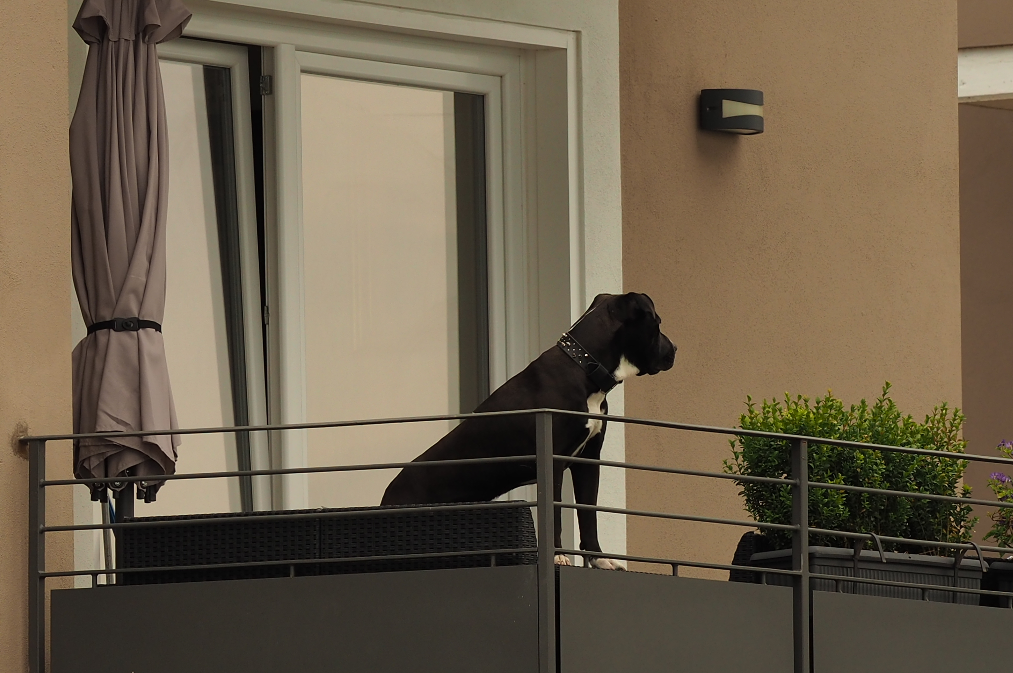 Oggi non passa neanche un cane..