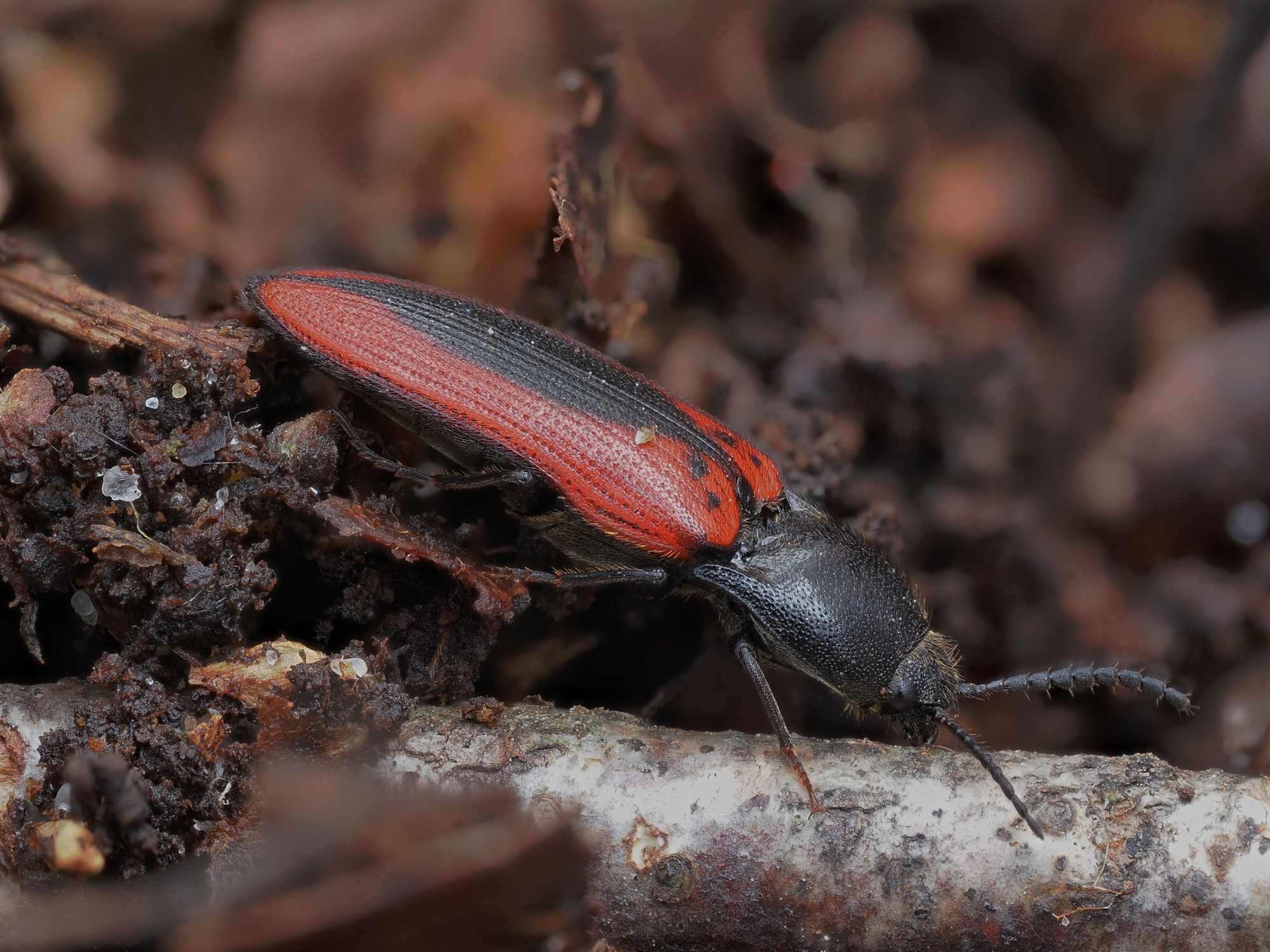 Ampedus sanguinolentus