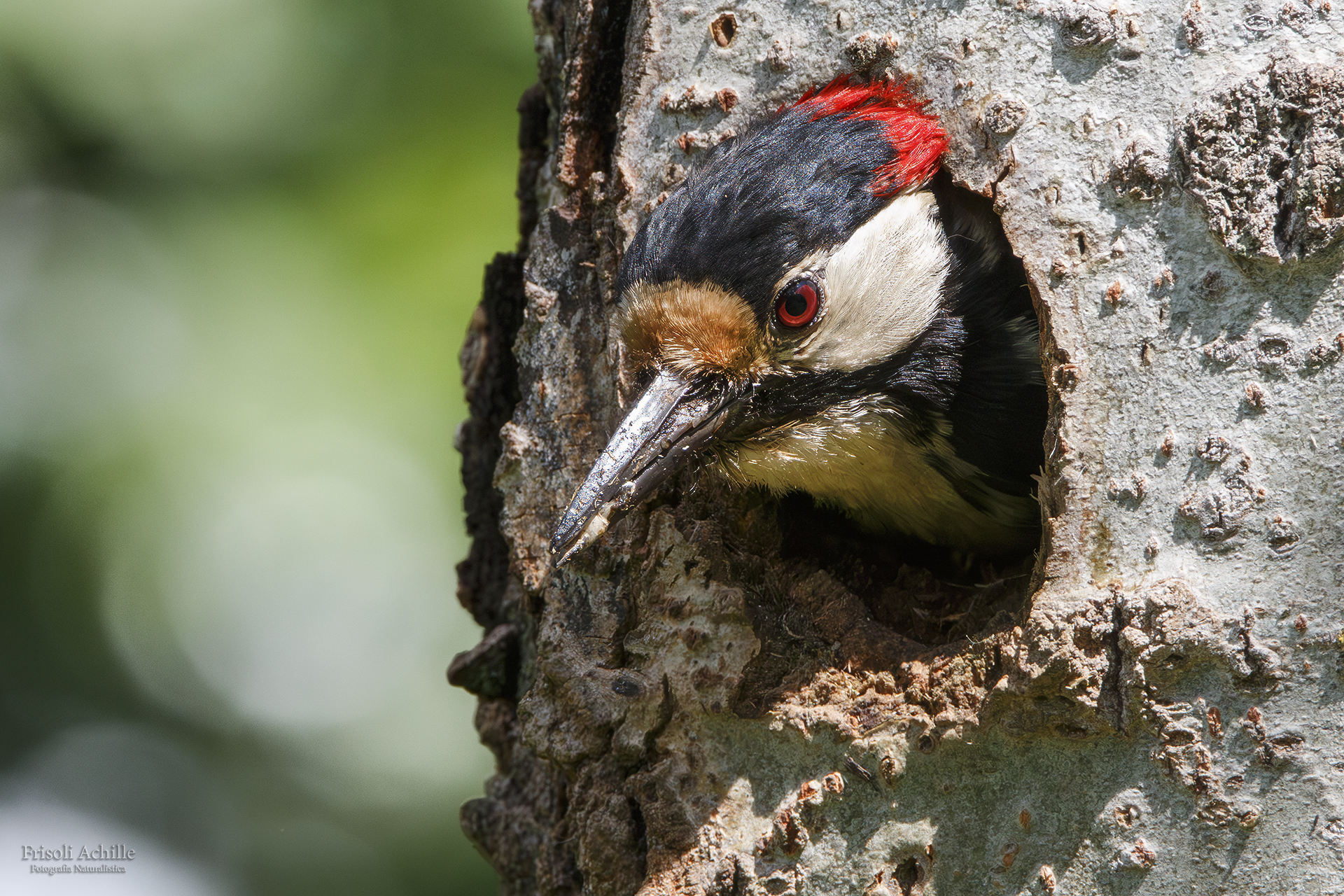 Great spotted woodpecker m.