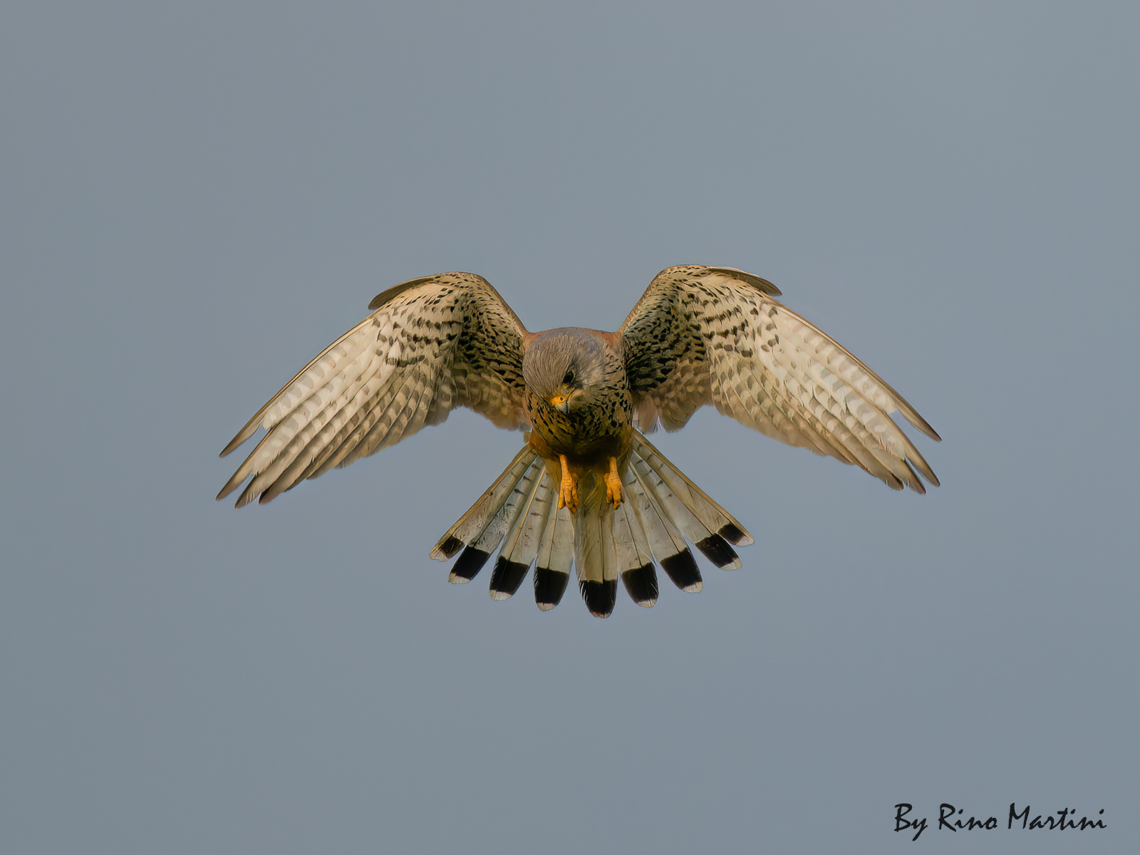 Kestrel : Holy Spirit