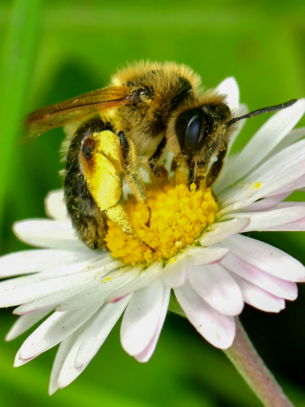 Bee at work