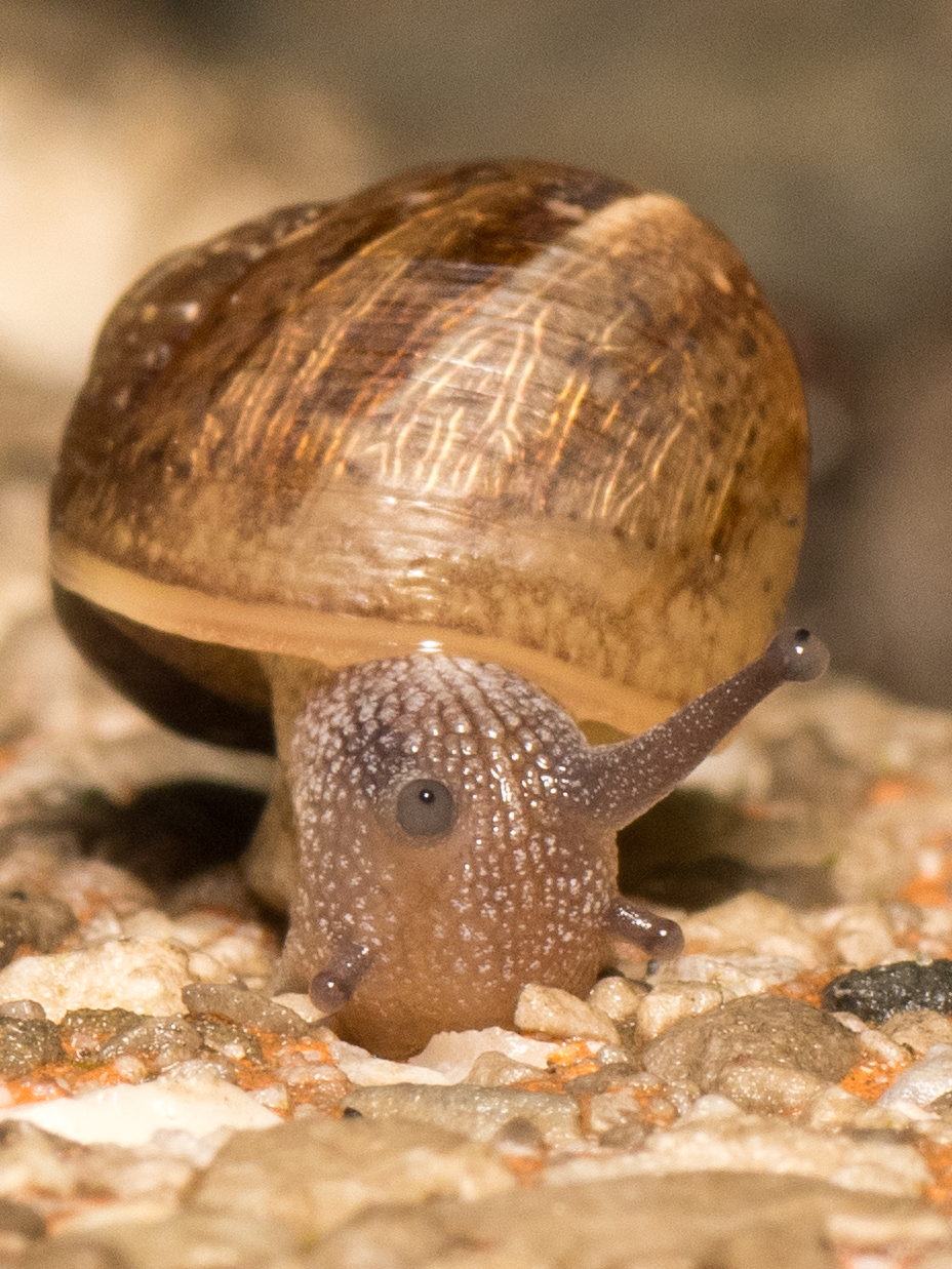Little Snail