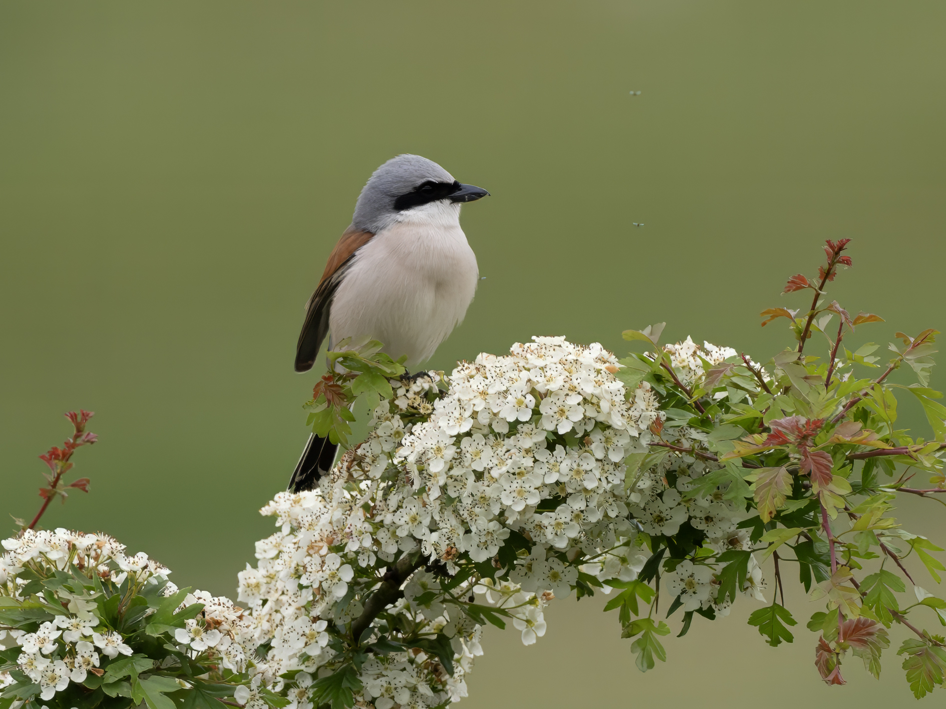 Small shrike with annoying gnats