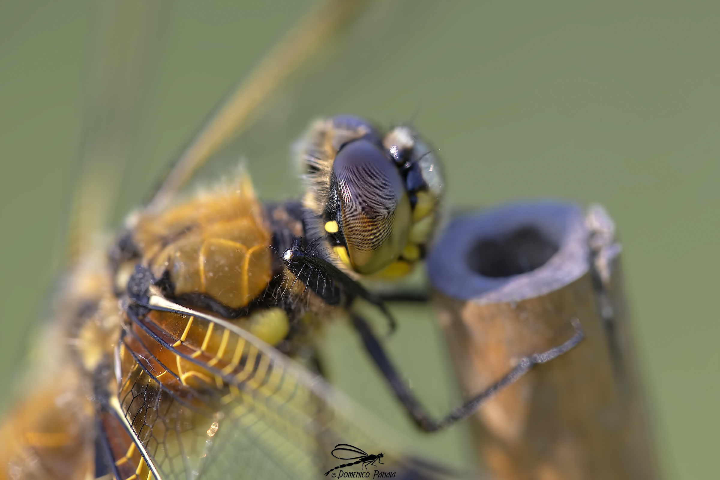 libellula quadrimaculata