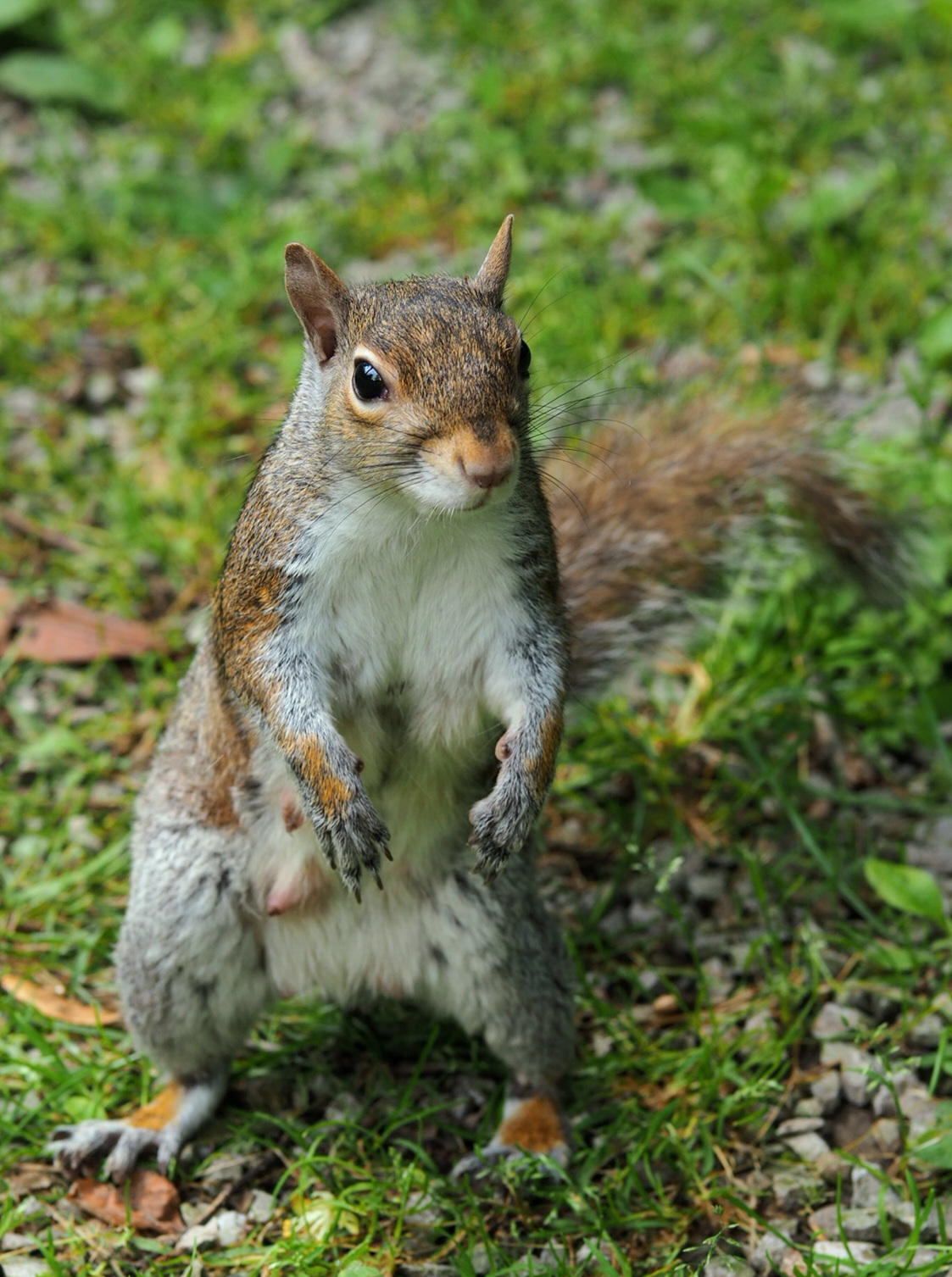 Encounters at the Park 2