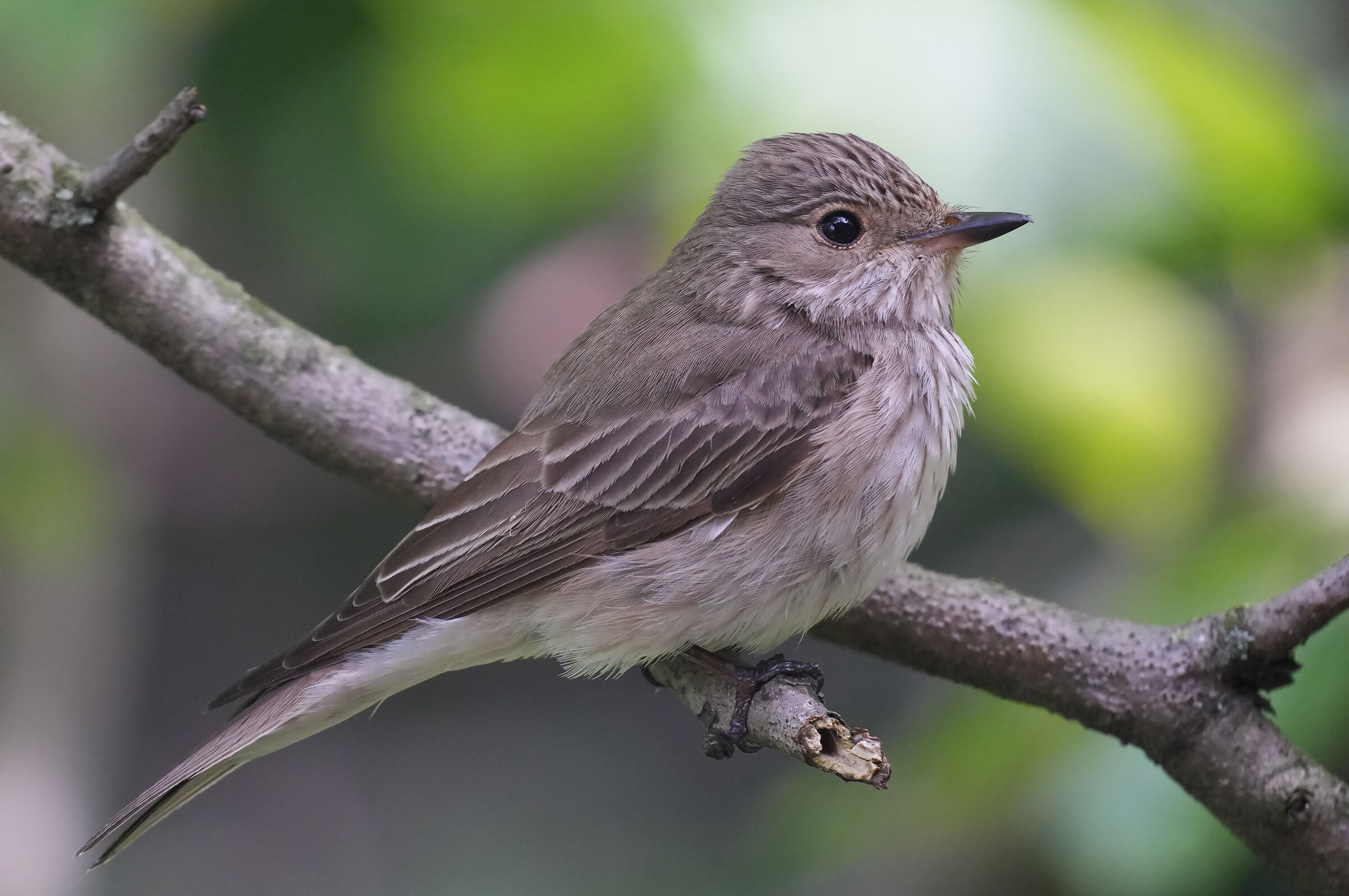 Flycatcher 2