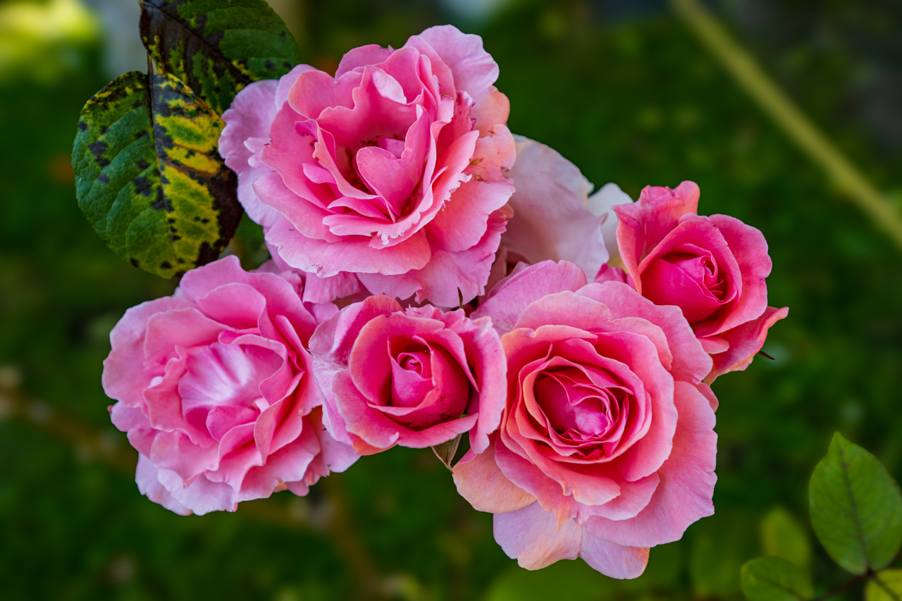 Rose