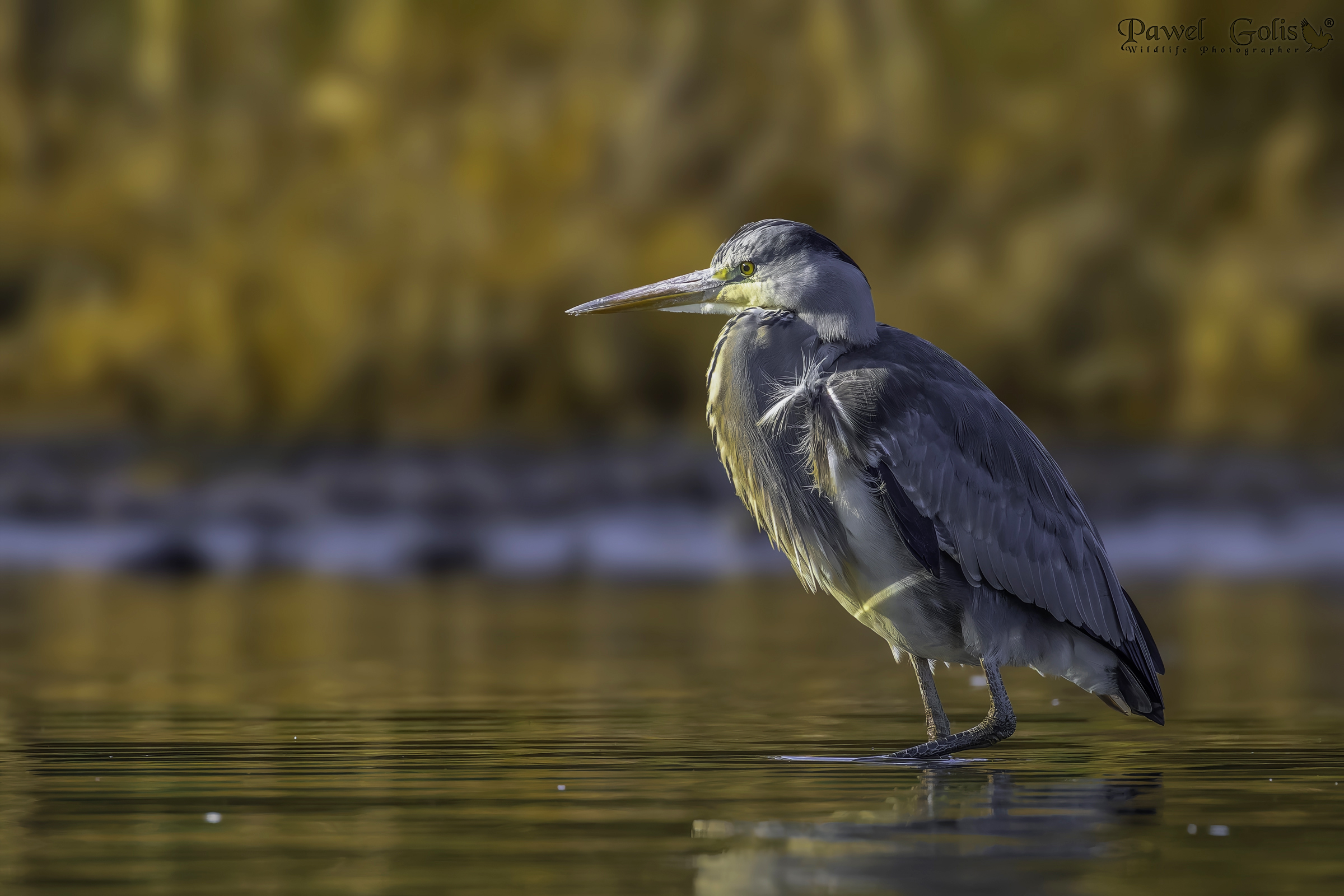 Airone cenerino (Ardea cinerea)